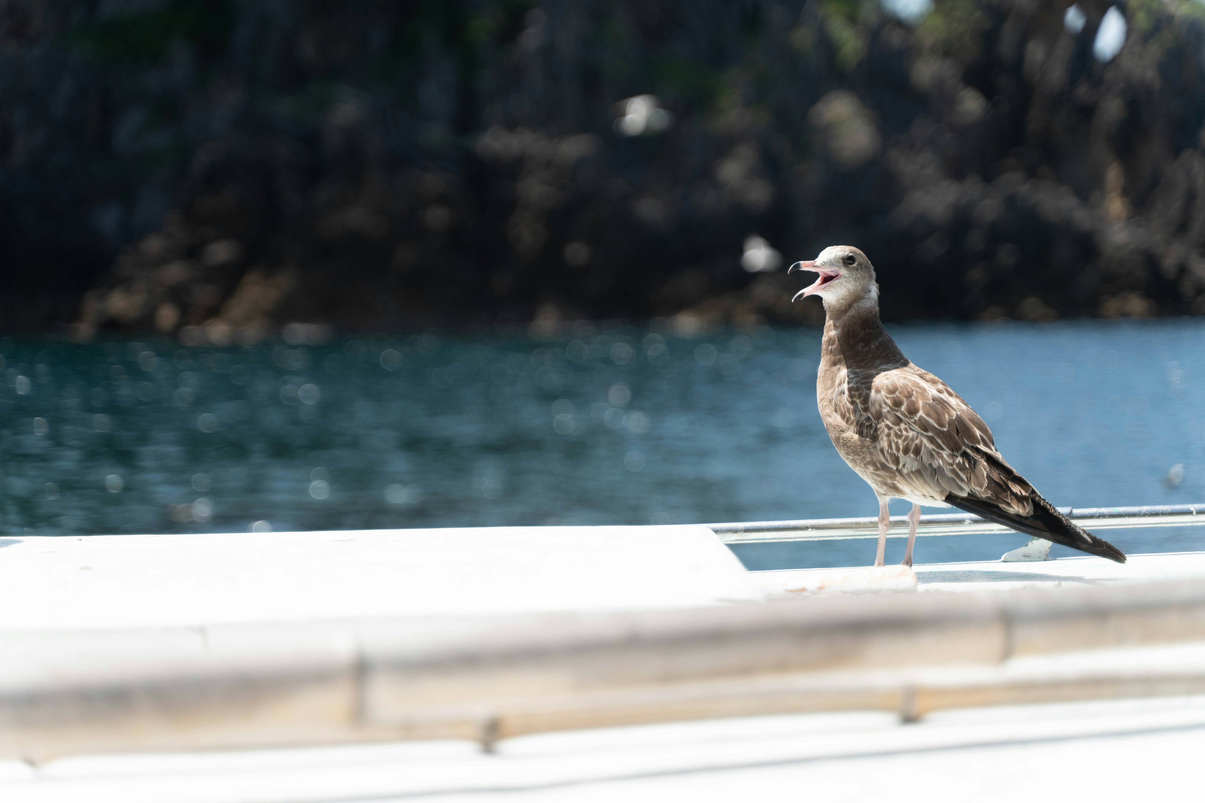 Junge Möwe steht auf einem Boot am Meer