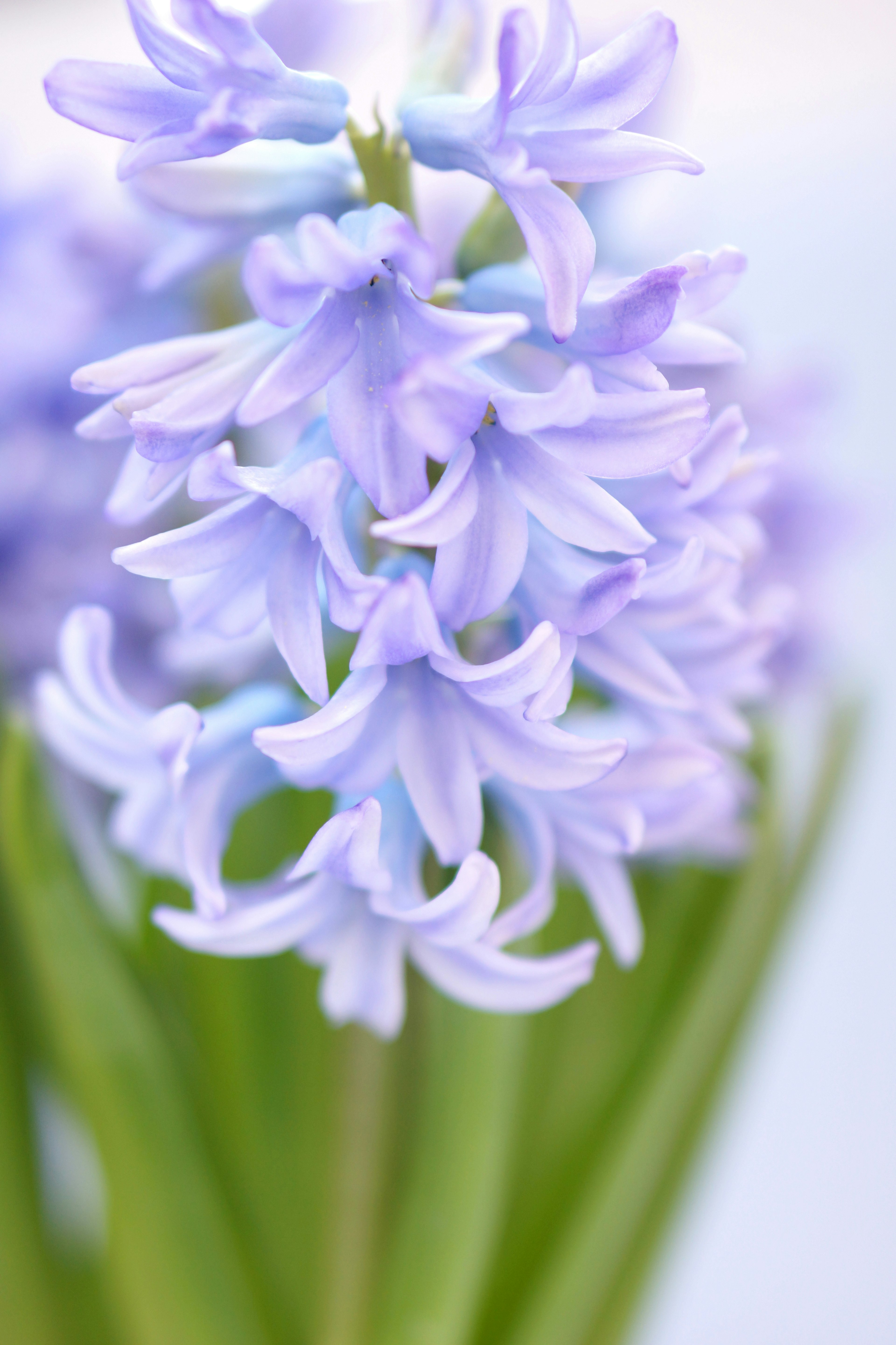 Flores de jacinto morado pálido en flor