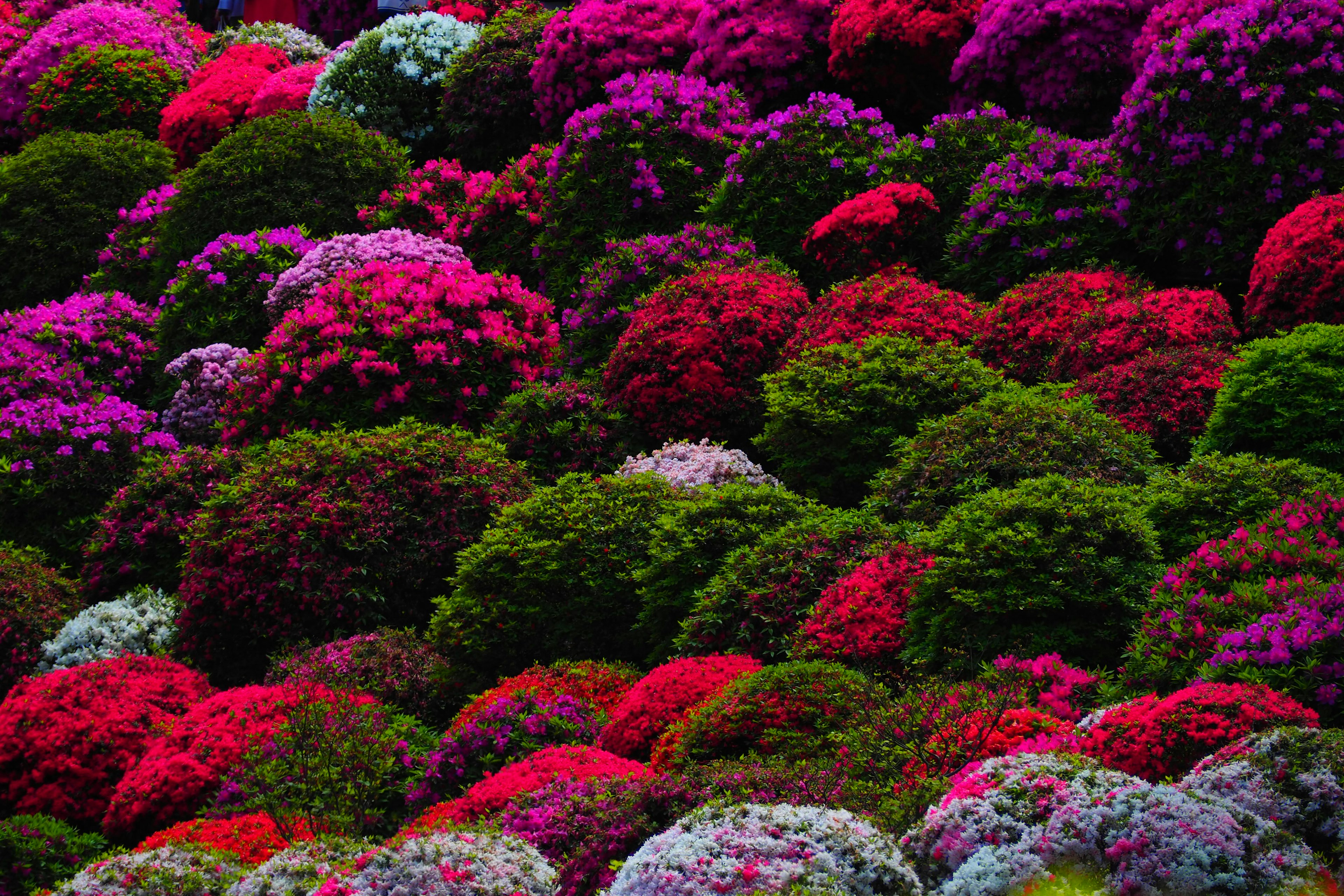 色とりどりのツツジの花が咲く美しい風景