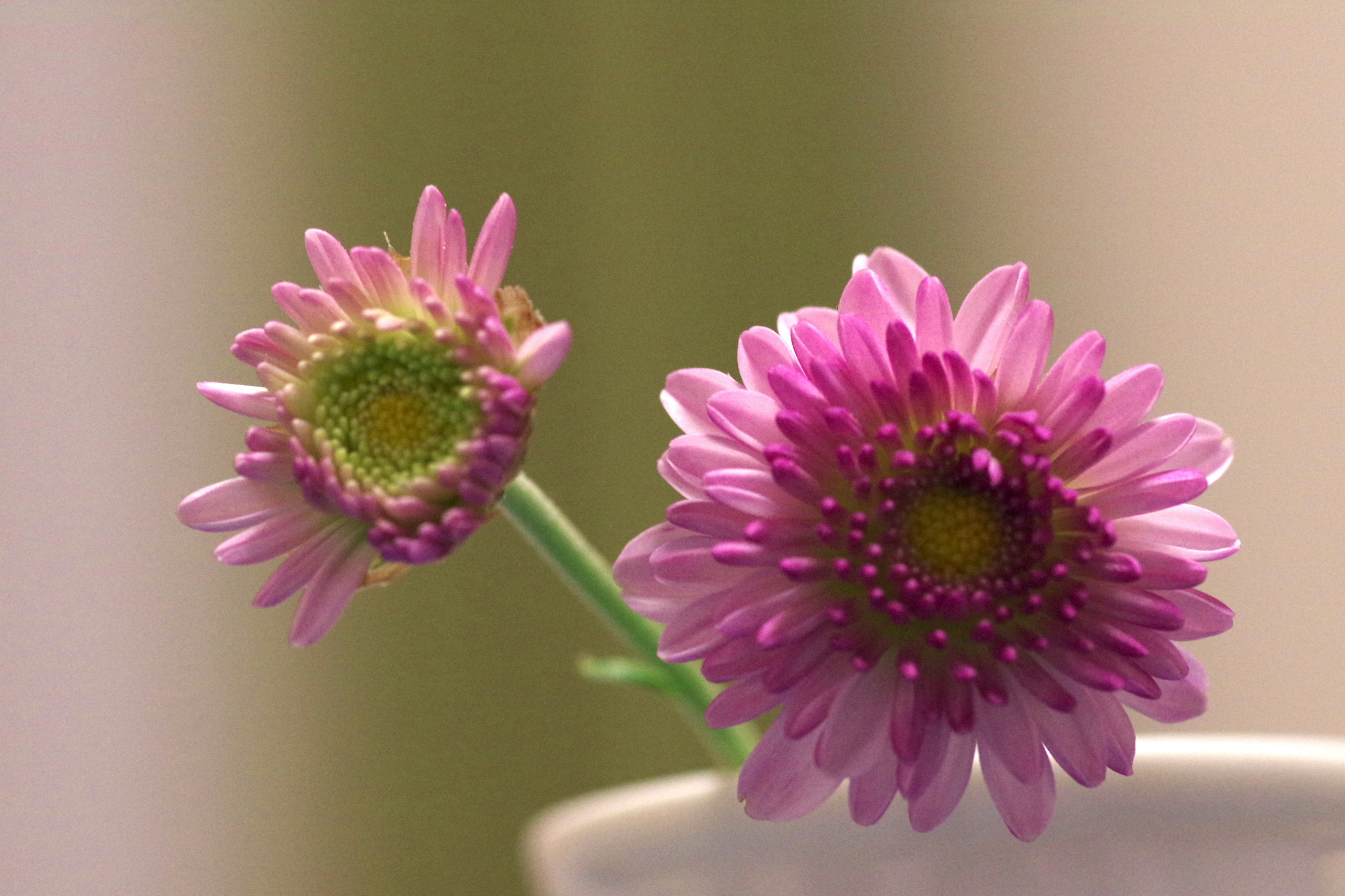 A close-up of two pink flowers in a white pot