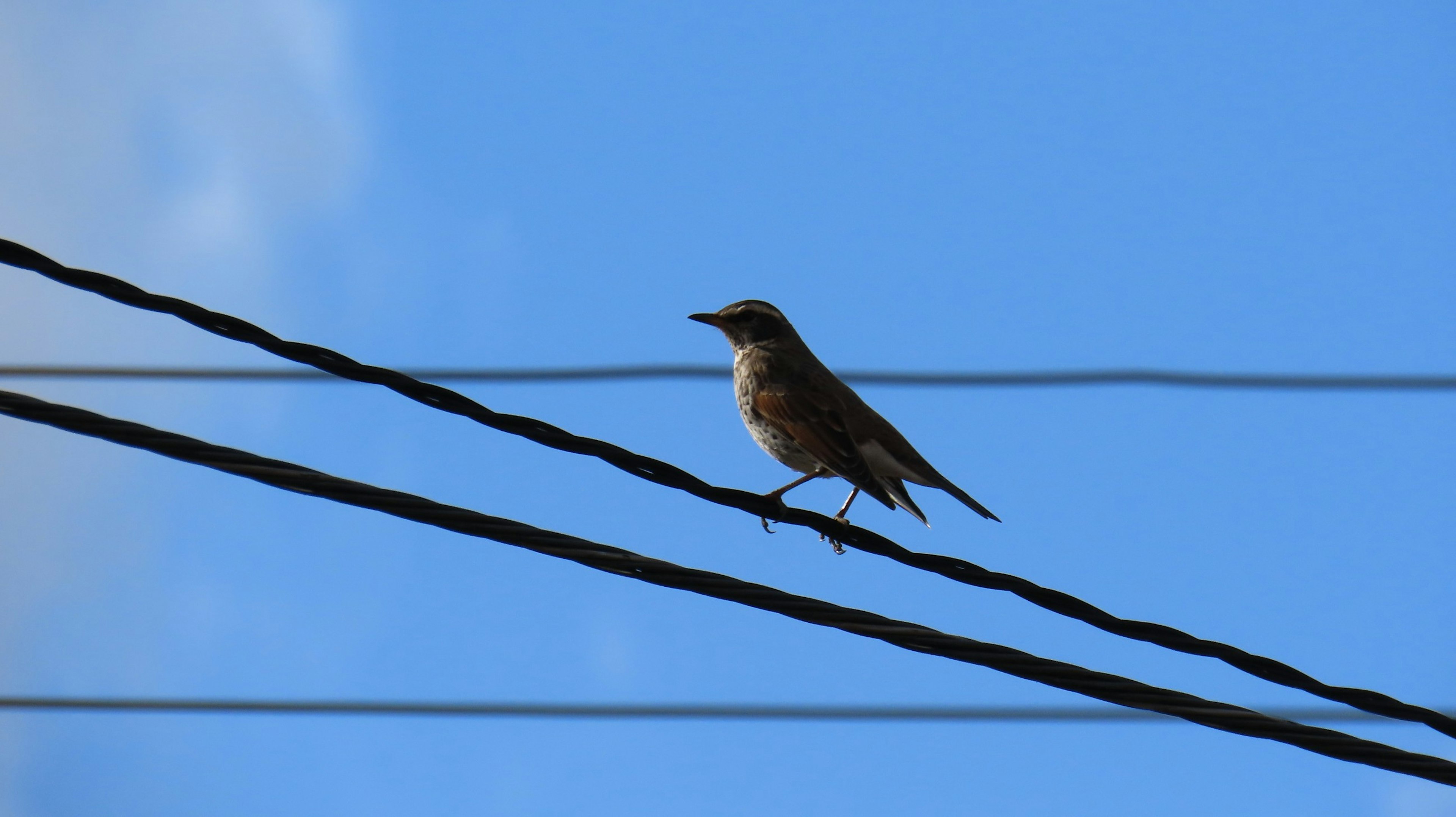 A bird perched on power lines under a blue sky