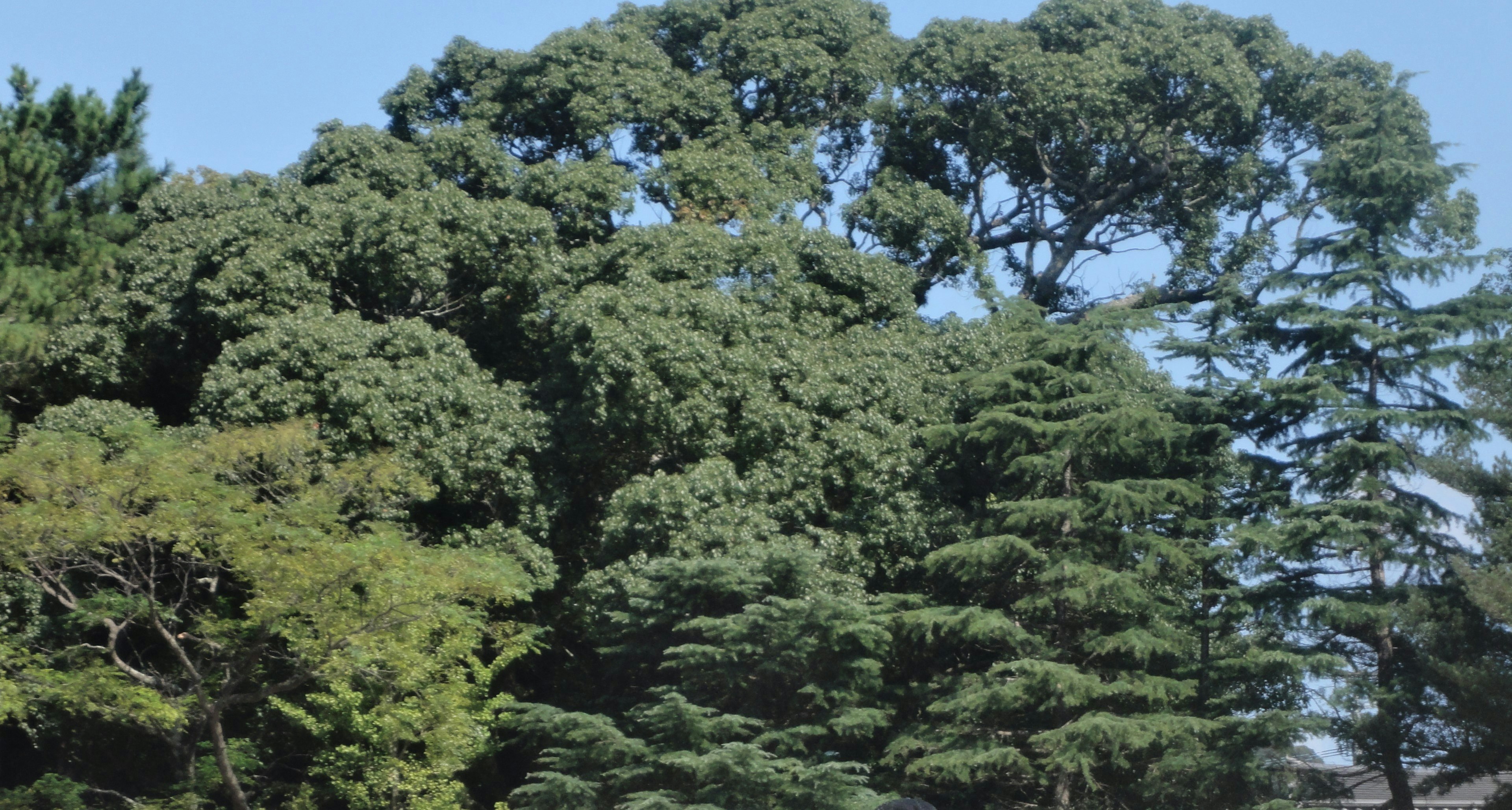 Végétation luxuriante d'arbres sous un ciel bleu clair