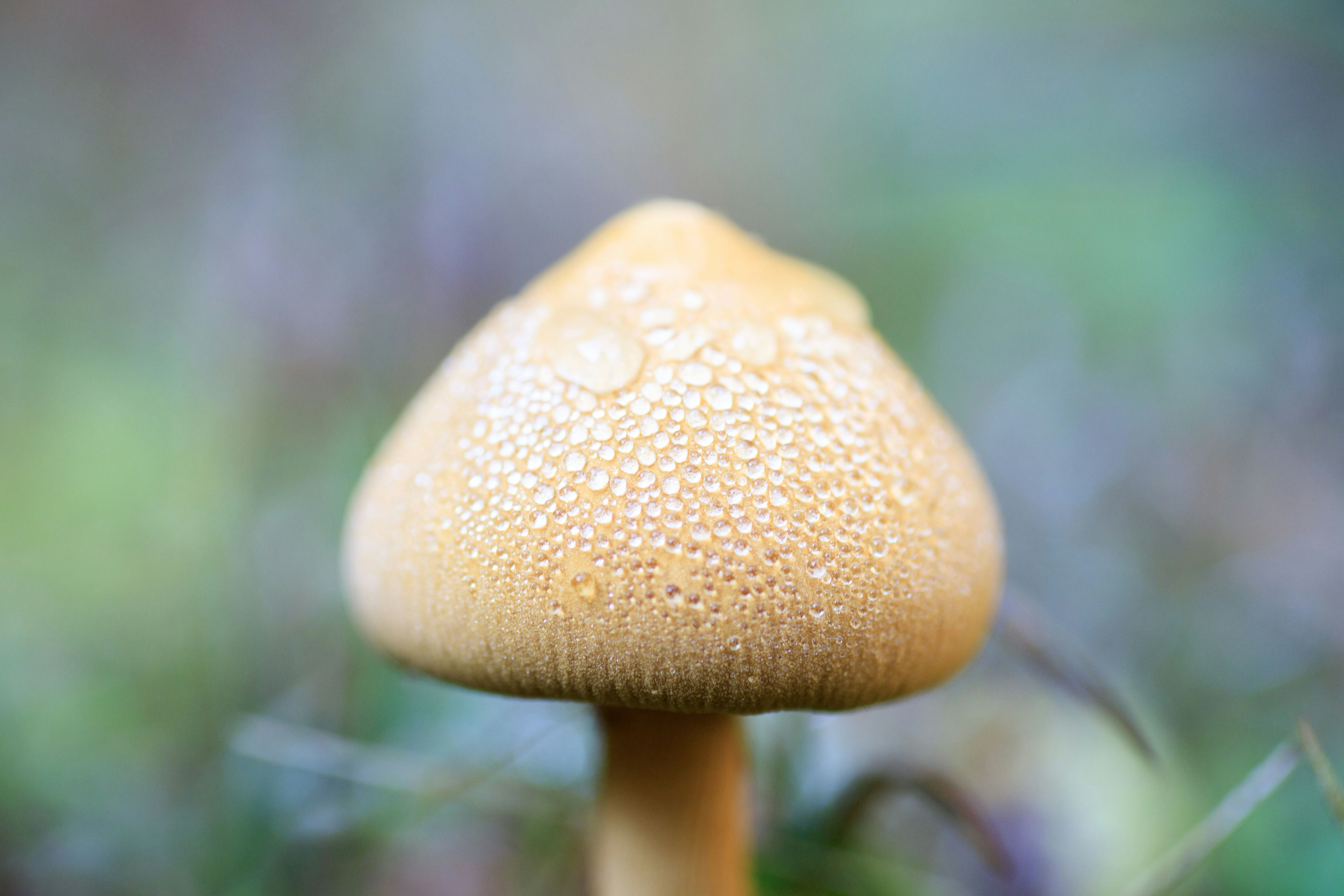 Nahaufnahme eines gelben Pilzes mit kleinen Tropfen auf seiner Oberfläche