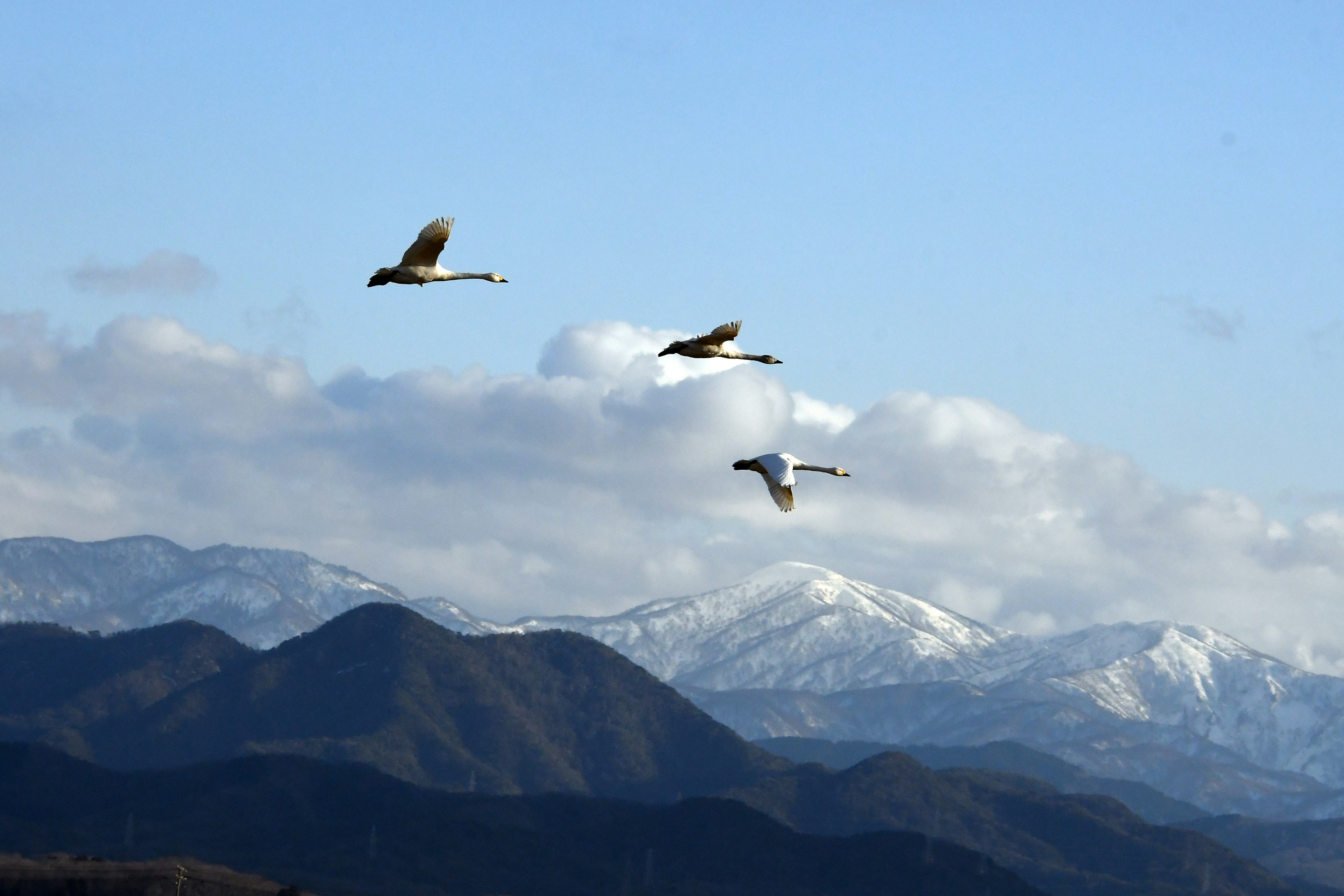 Three swans flying over snow-capped mountains