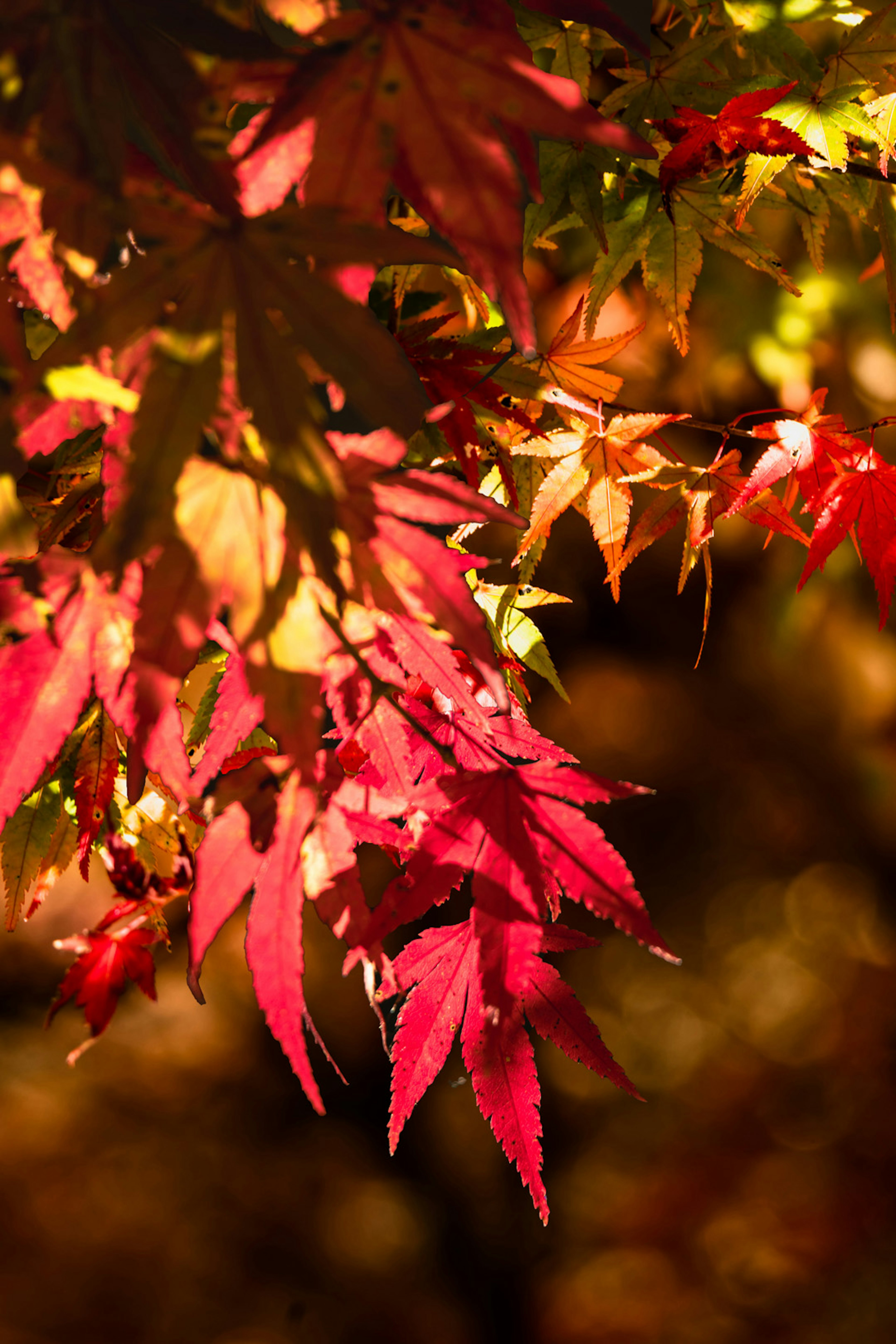 Vibrant red and orange maple leaves in a fall setting