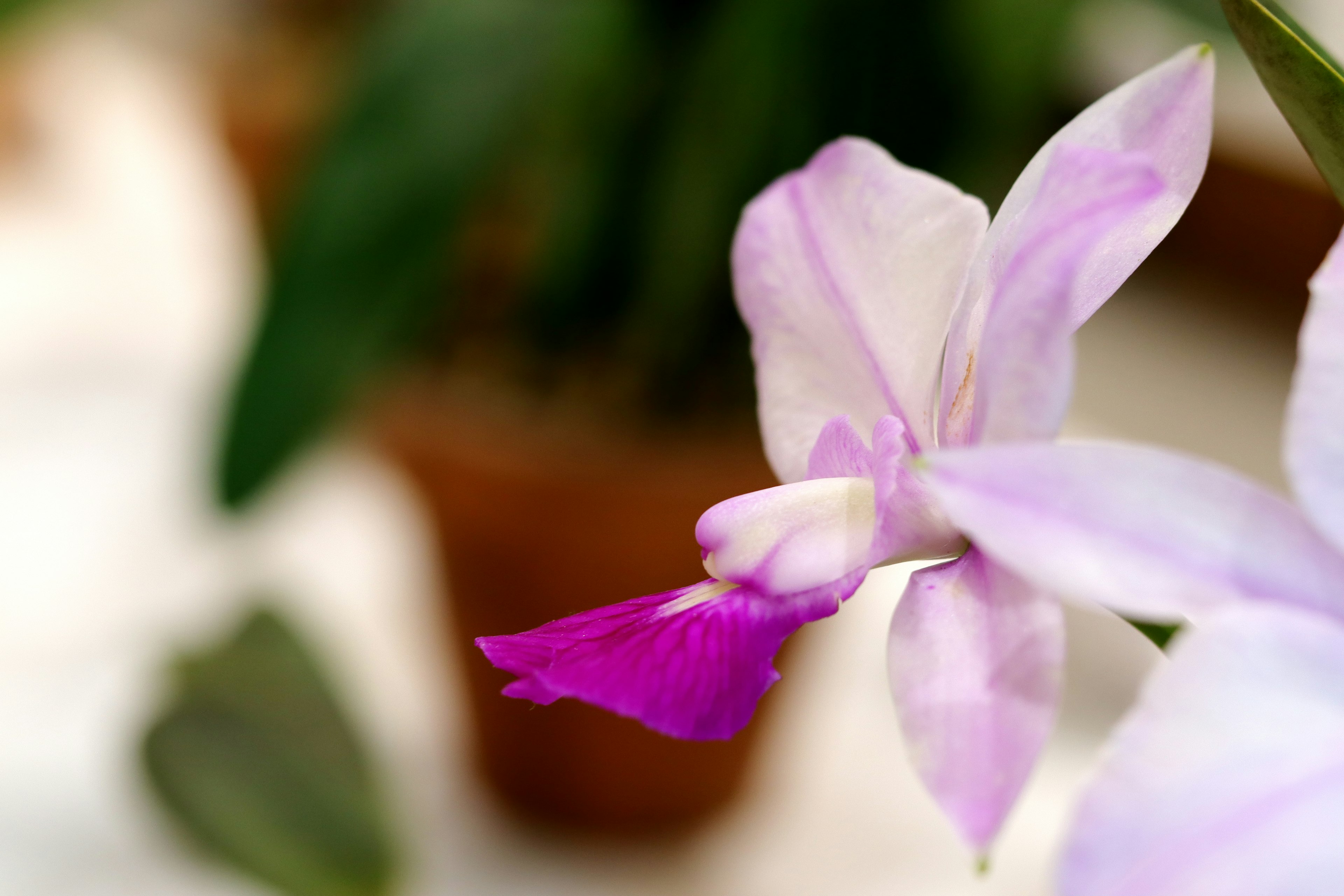 Primo piano di un fiore di orchidea viola chiaro con uno sfondo luminoso che evidenzia i petali rosa