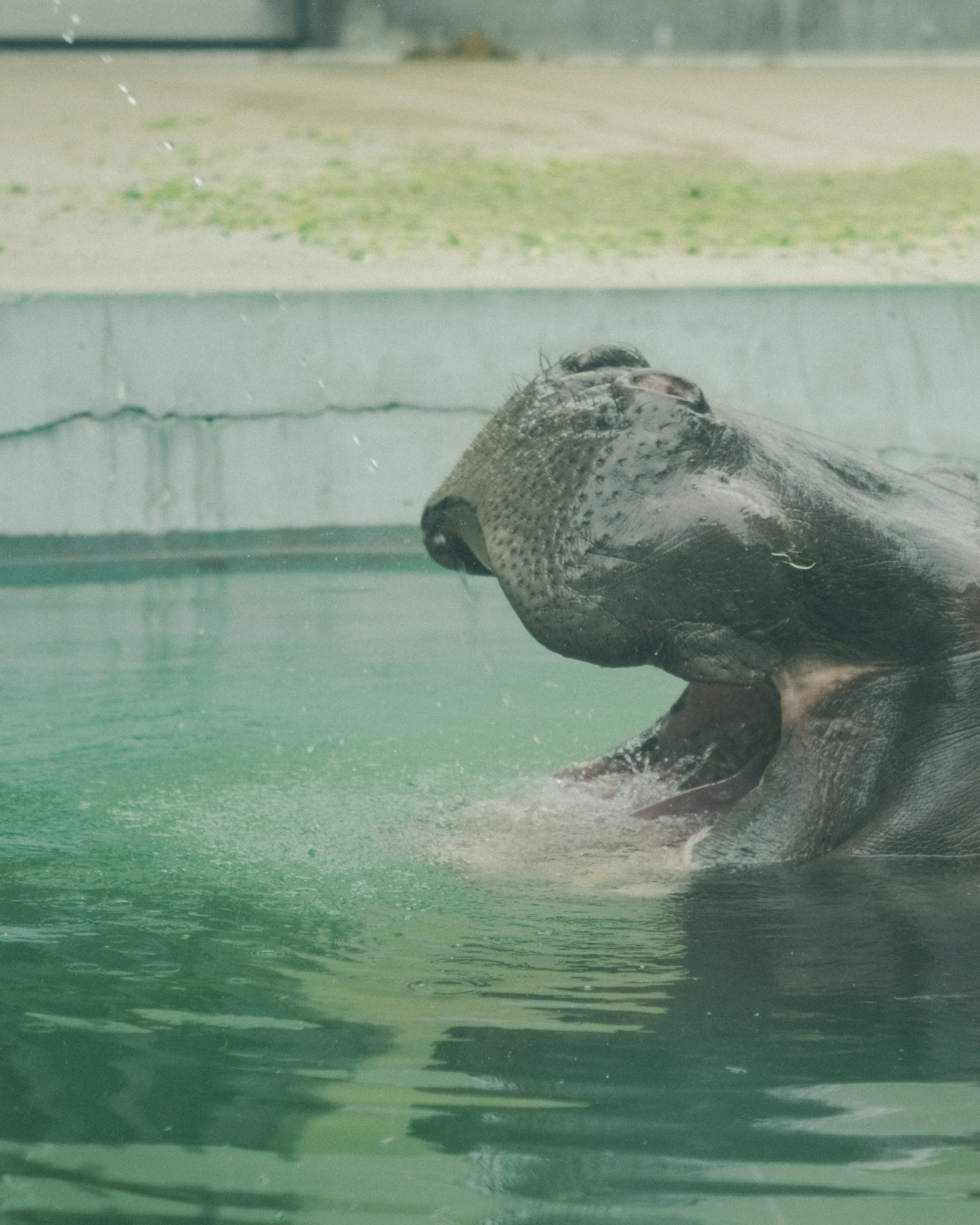 水中で大きな口を開けているカバ