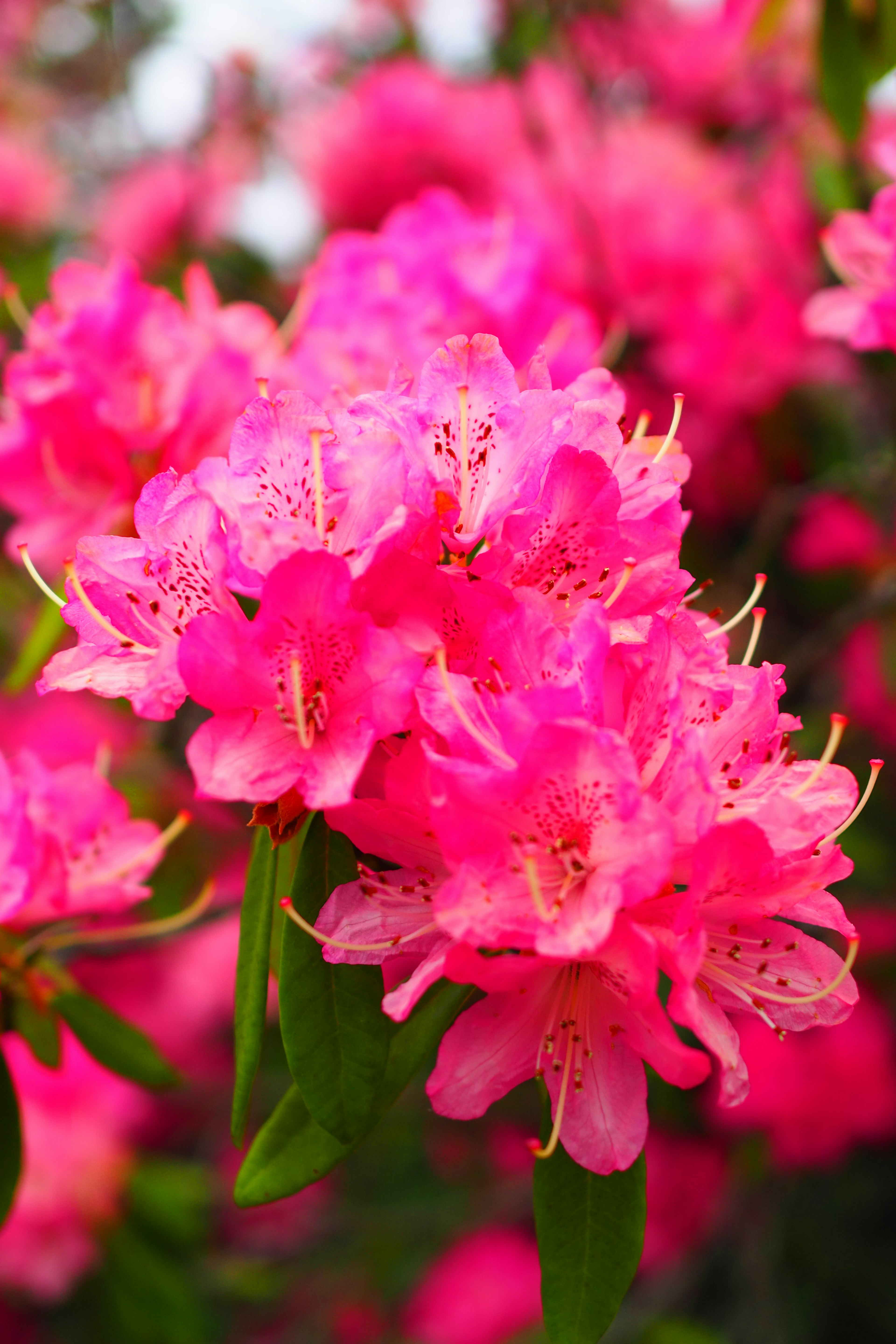 Kedekatan bunga pink cerah yang sedang mekar