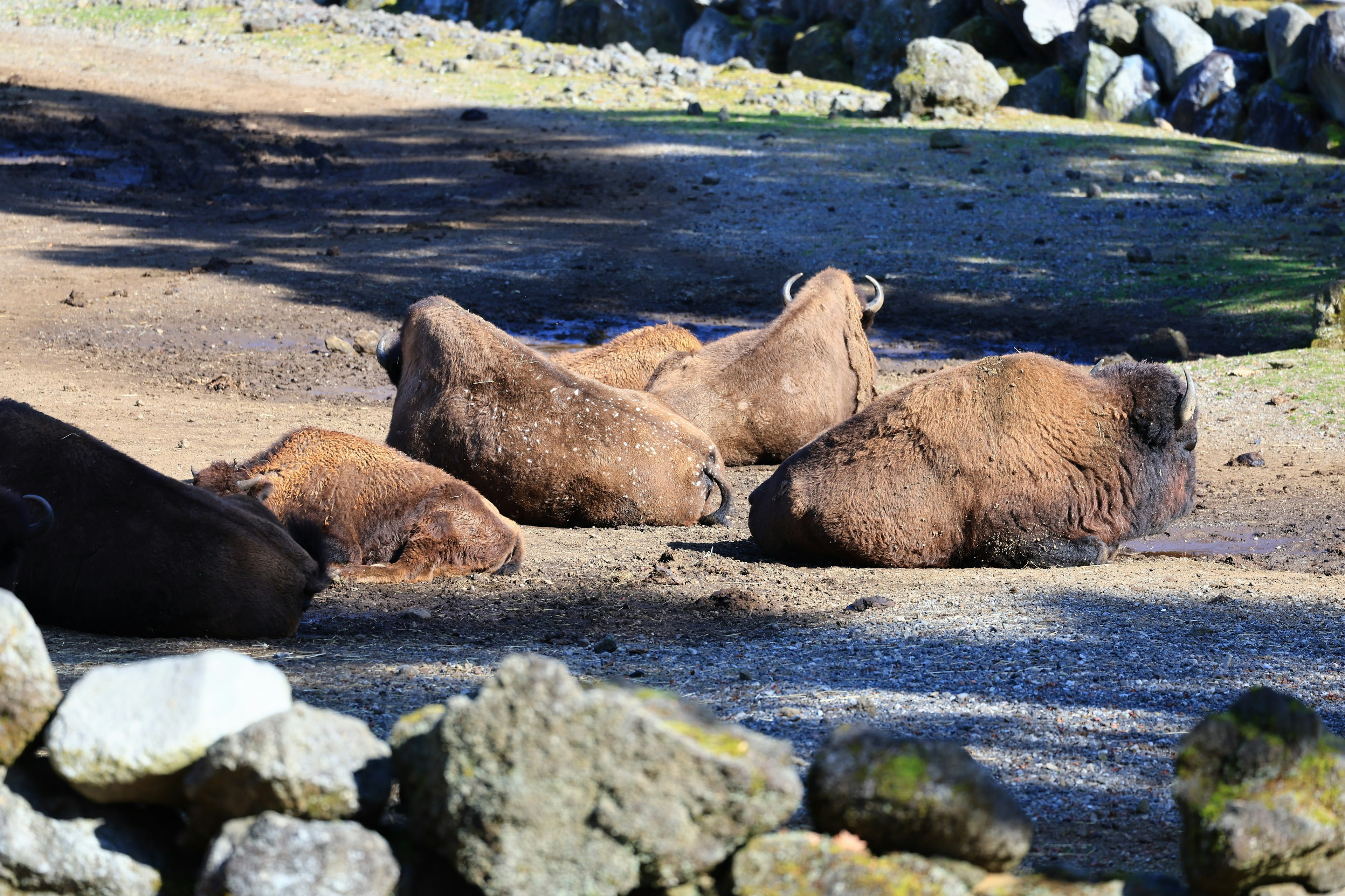 Una manada de bisontes descansando en el suelo