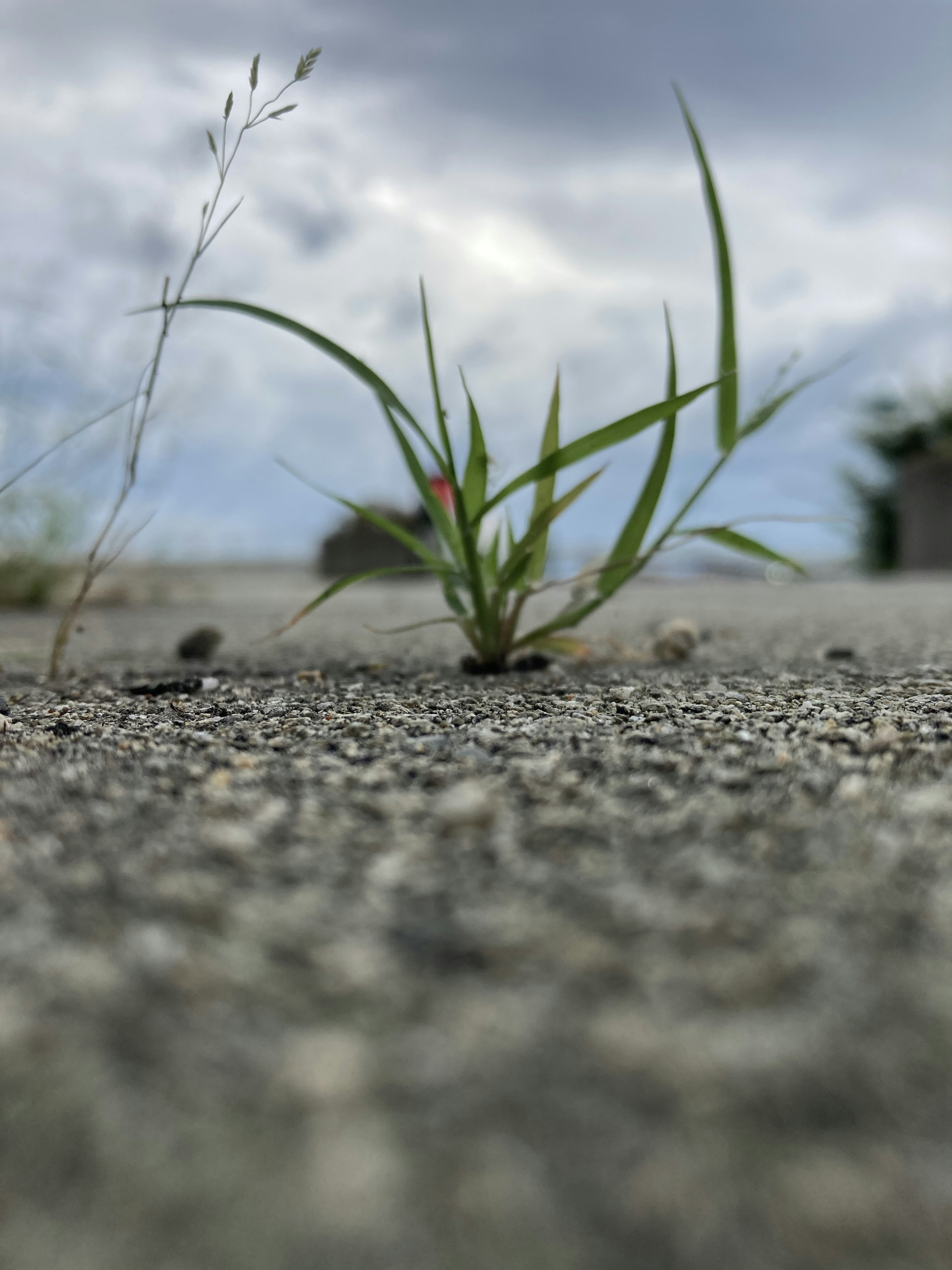 Rumput hijau tumbuh dari permukaan yang dipaving dengan kepala biji putih