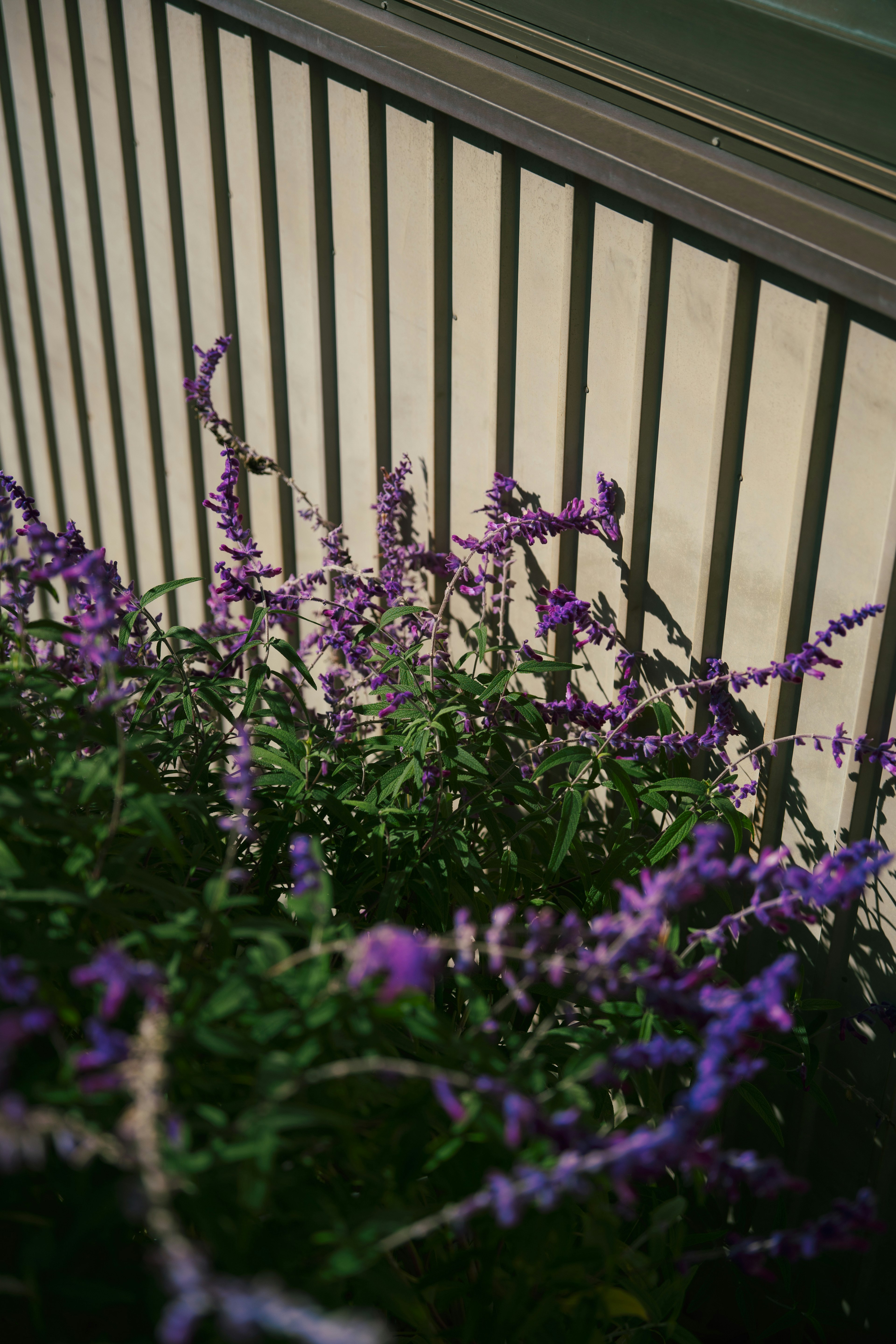 紫色の花が咲いた植物と黒いフェンスが並ぶ風景