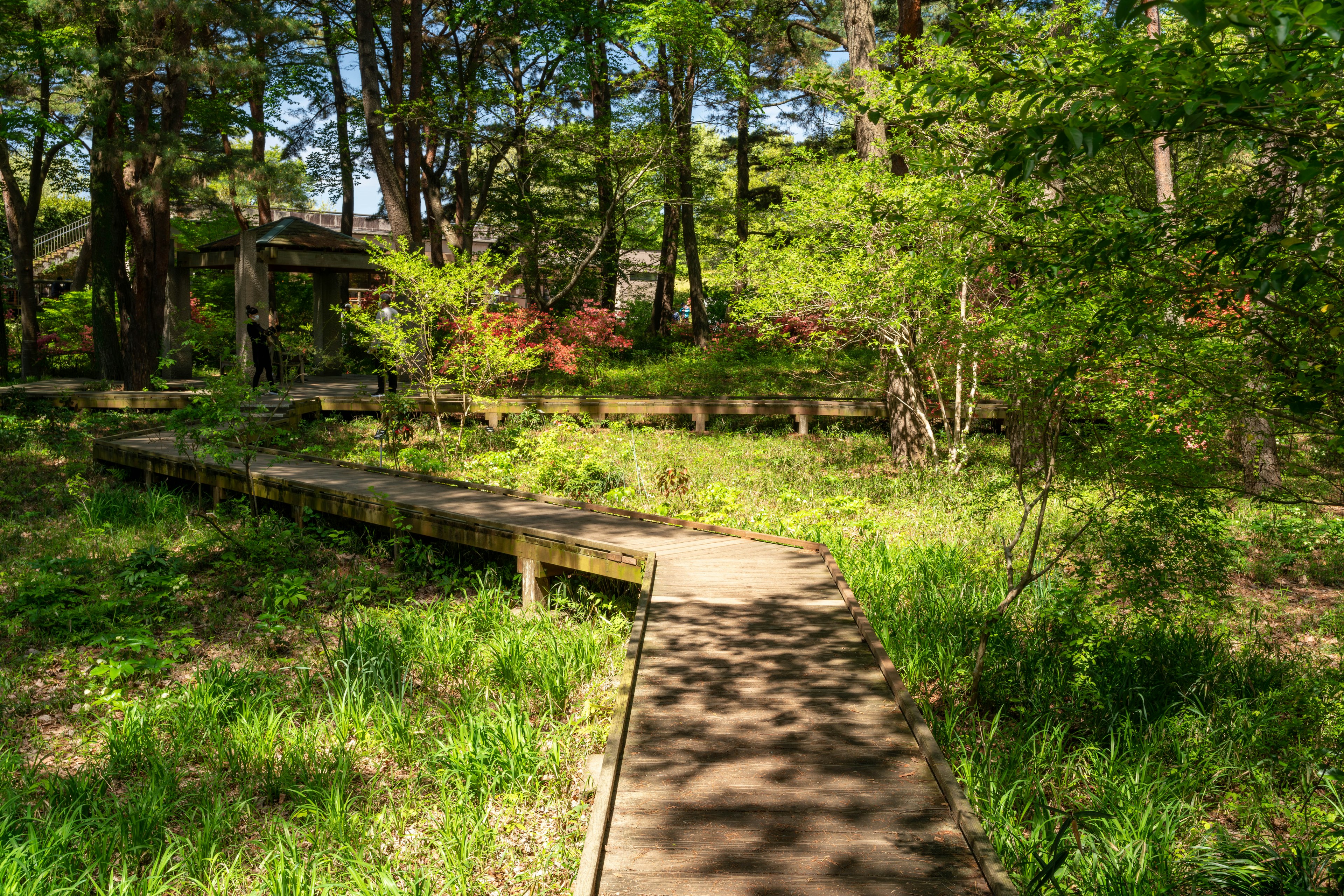 Sendero de madera a través de un bosque verde con hierba