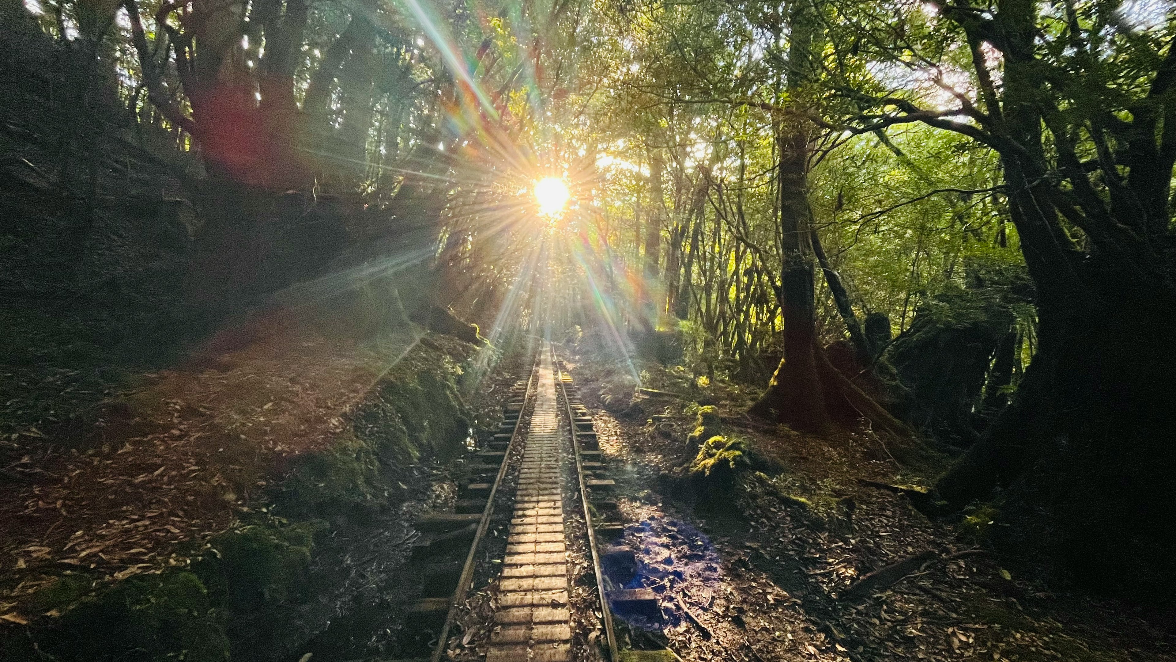 Wooden path through a lush forest with sunlight streaming