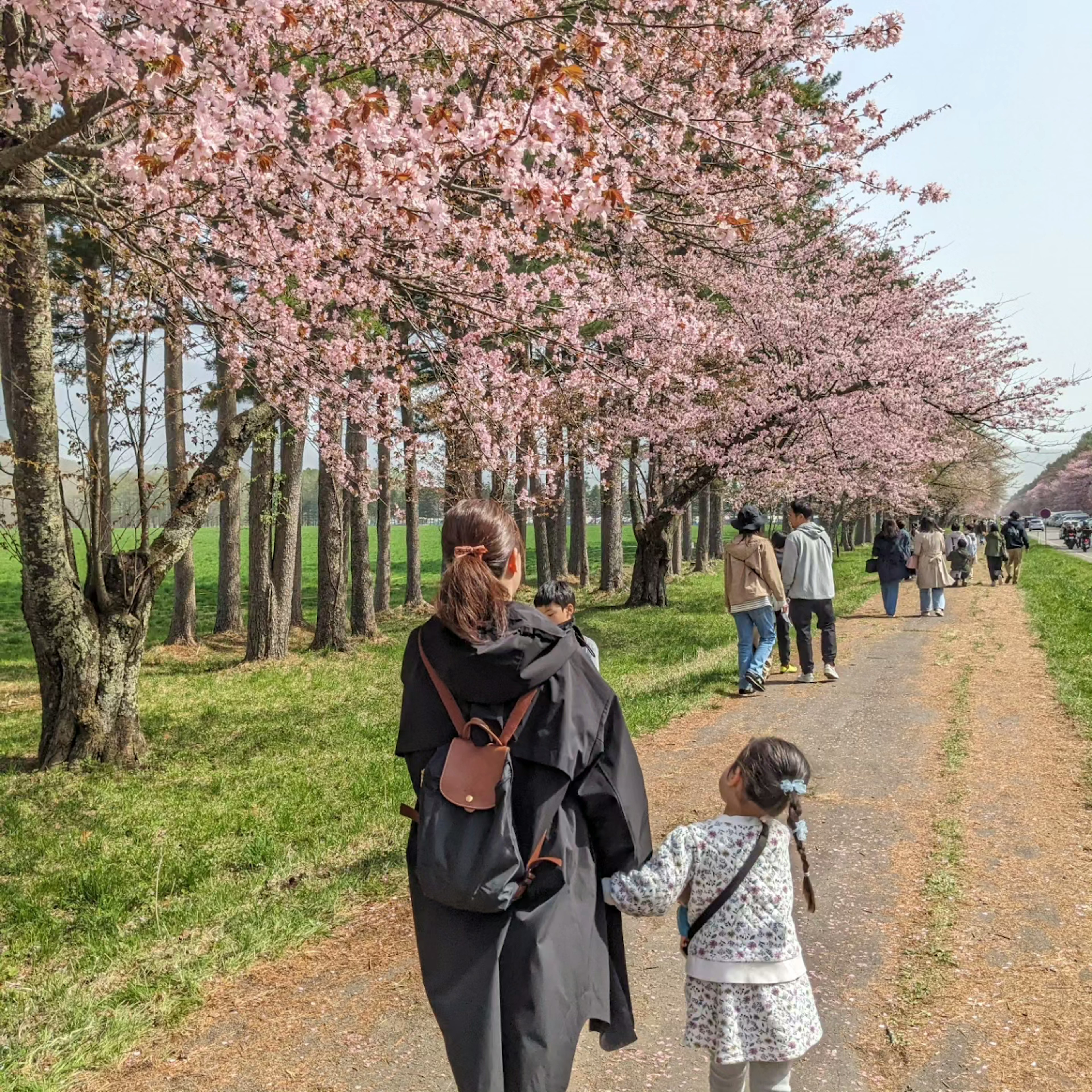 桜の木の下を歩く親子の姿