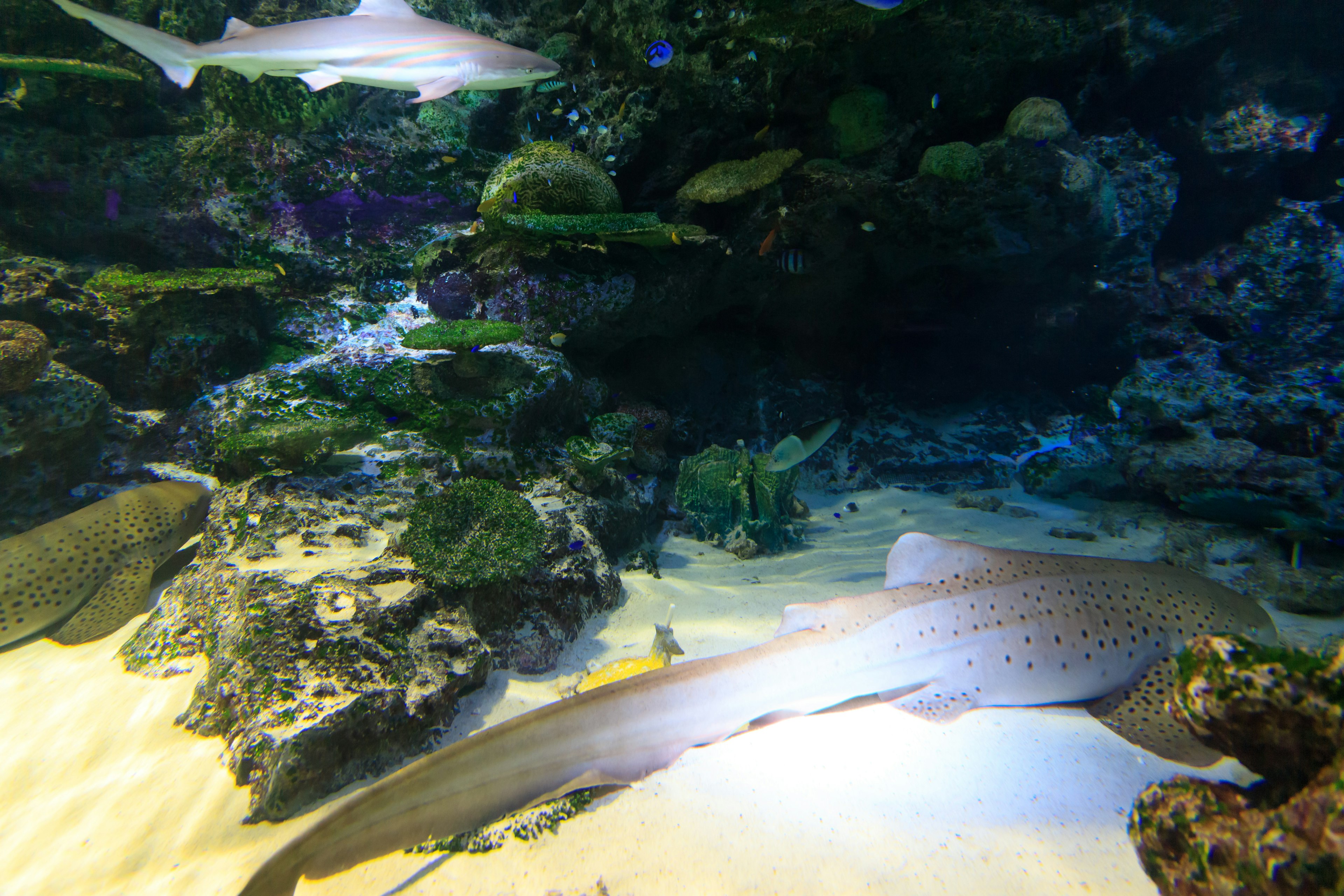 Underwater scene featuring sharks and coral reefs