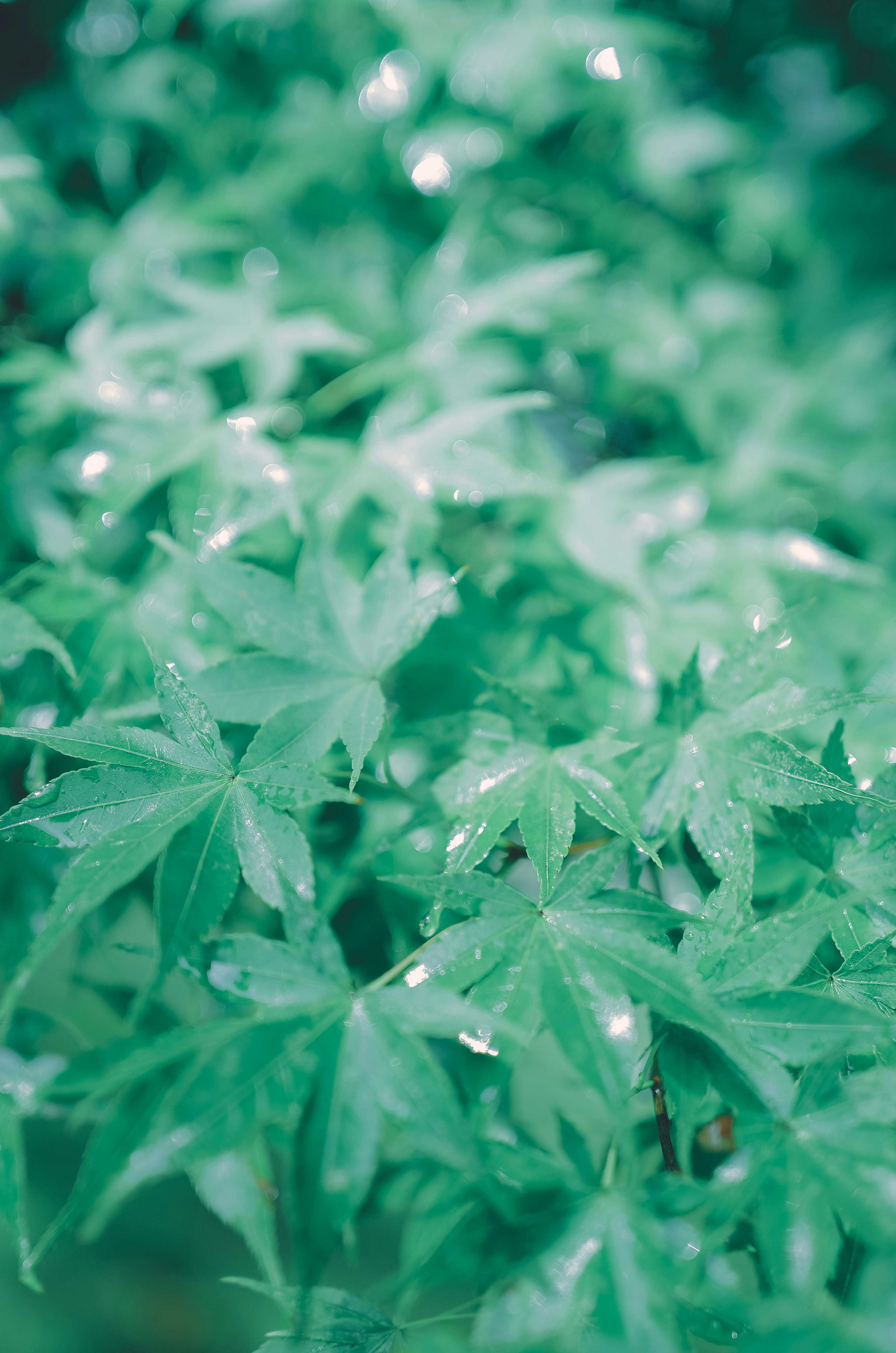 Lush green leaves with water droplets glistening