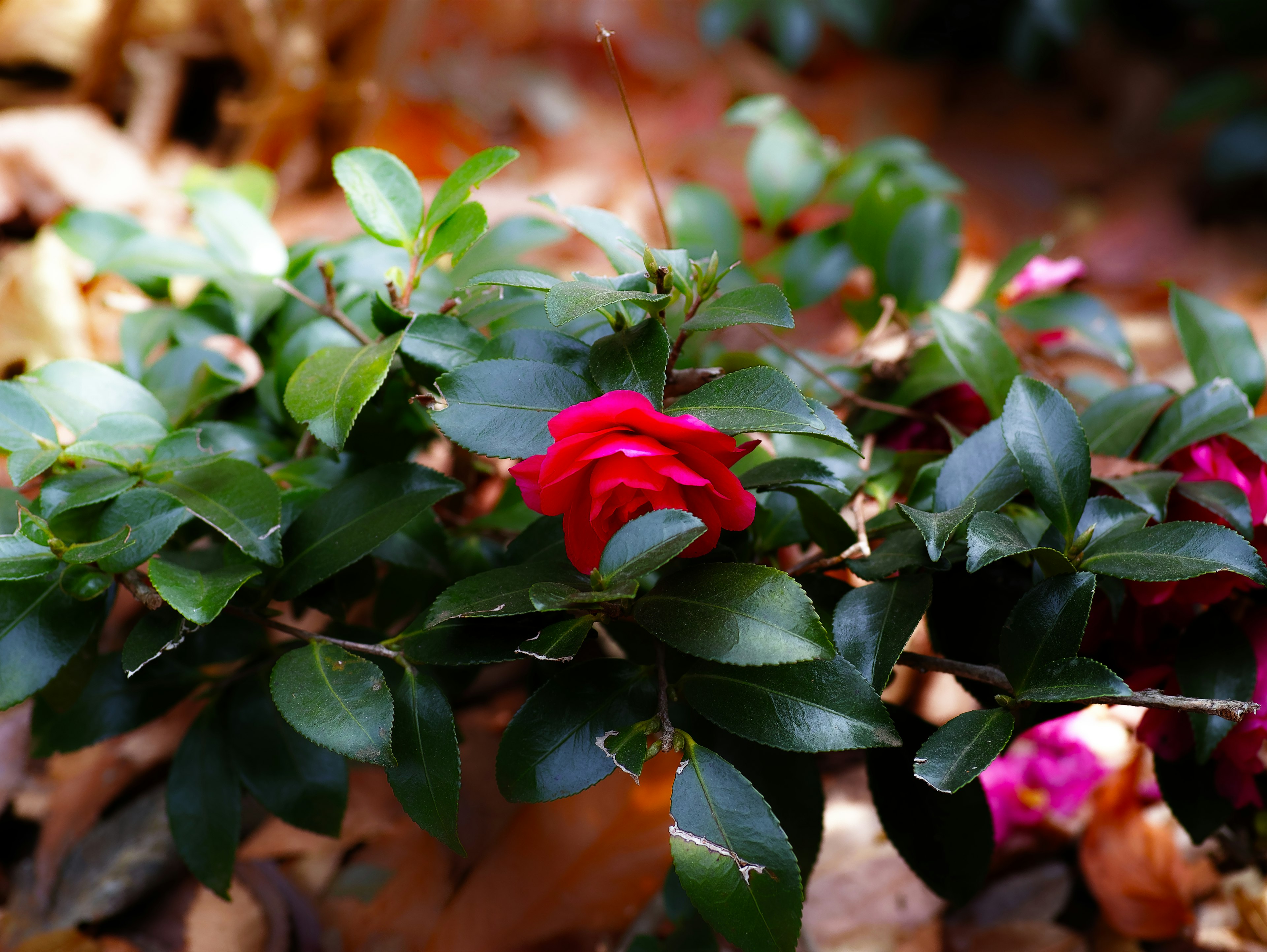 緑の葉に囲まれた鮮やかな赤い花が咲いている植物