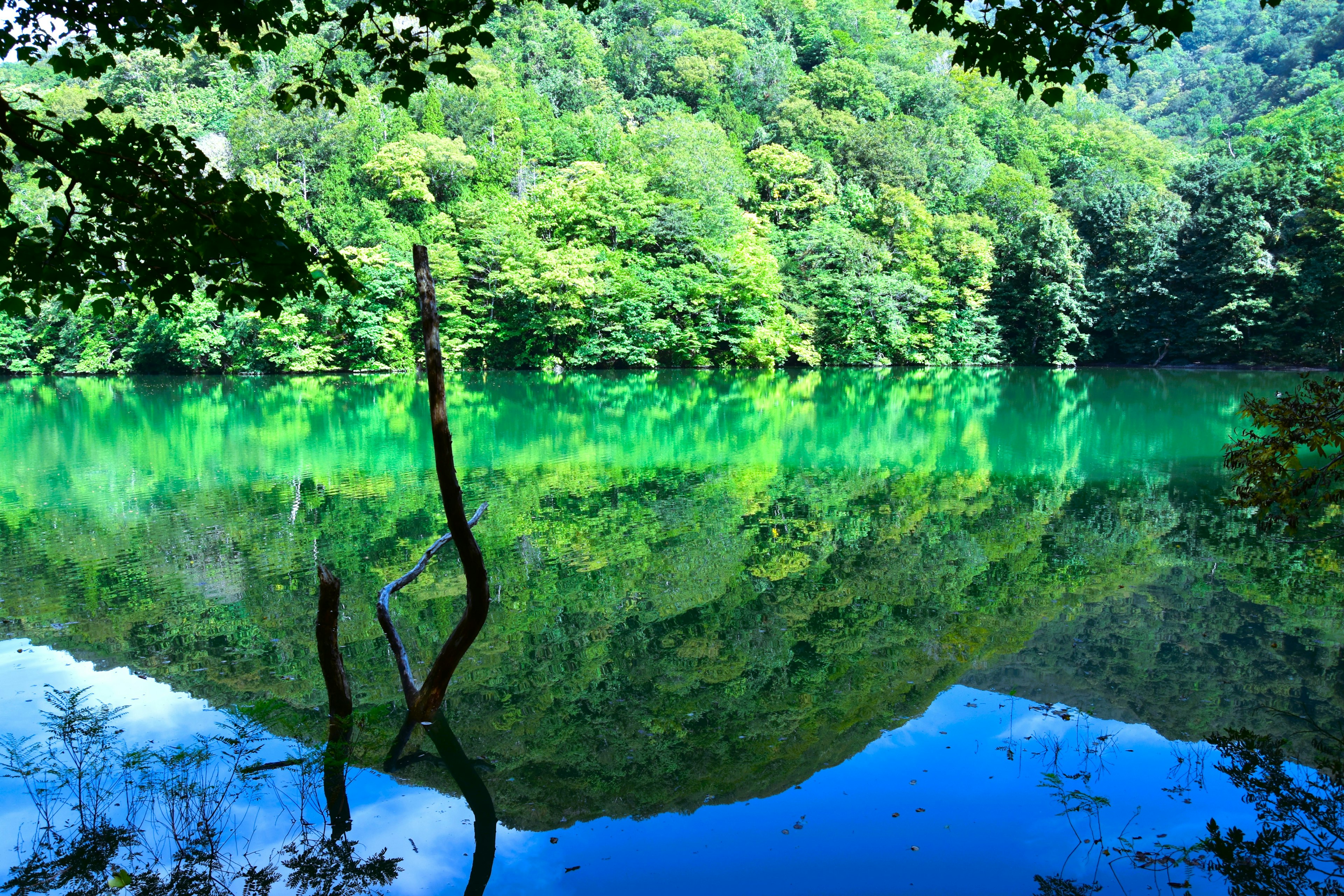 Lago sereno que refleja árboles verdes exuberantes y montañas