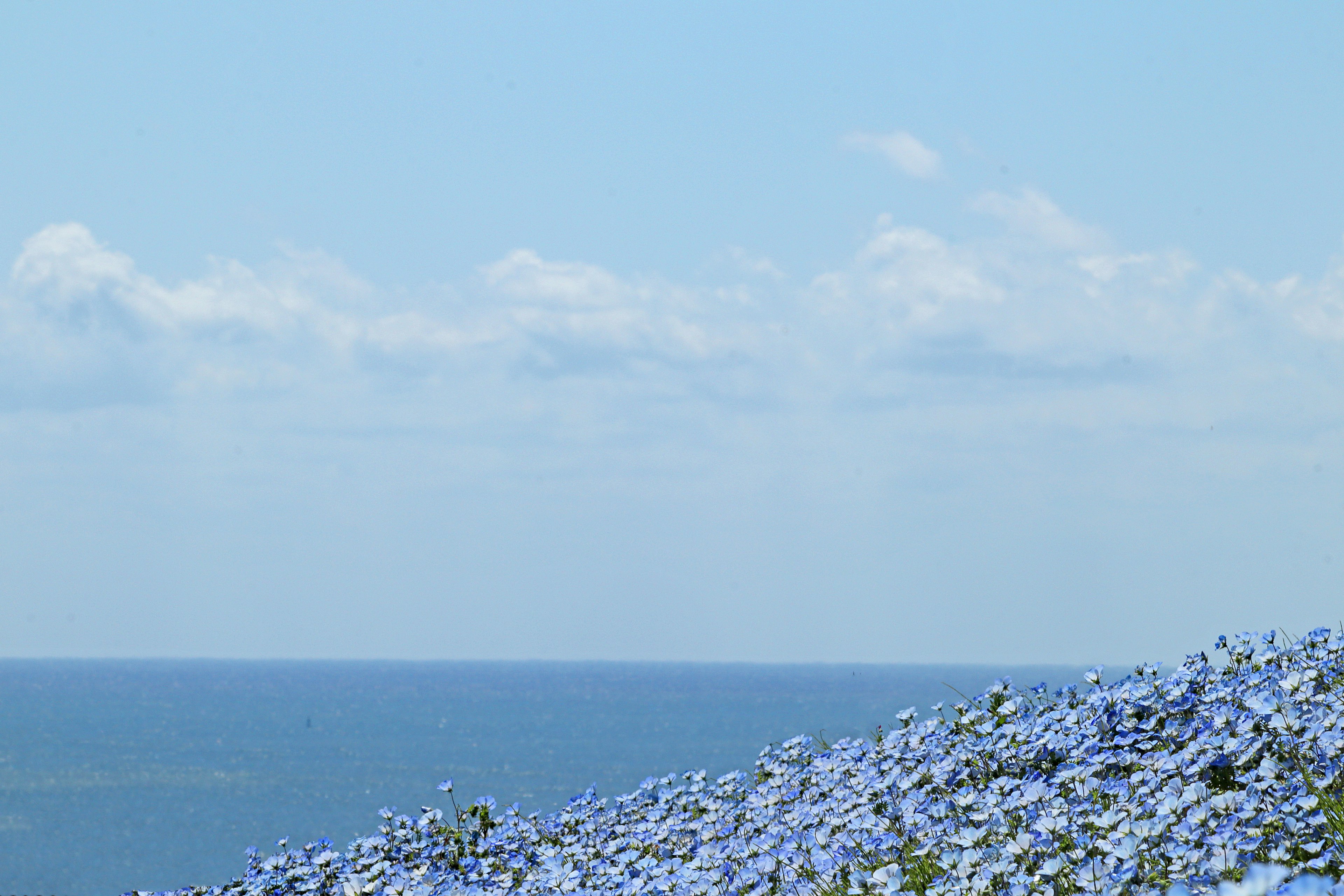 青い花が咲き誇る丘と青空の景色