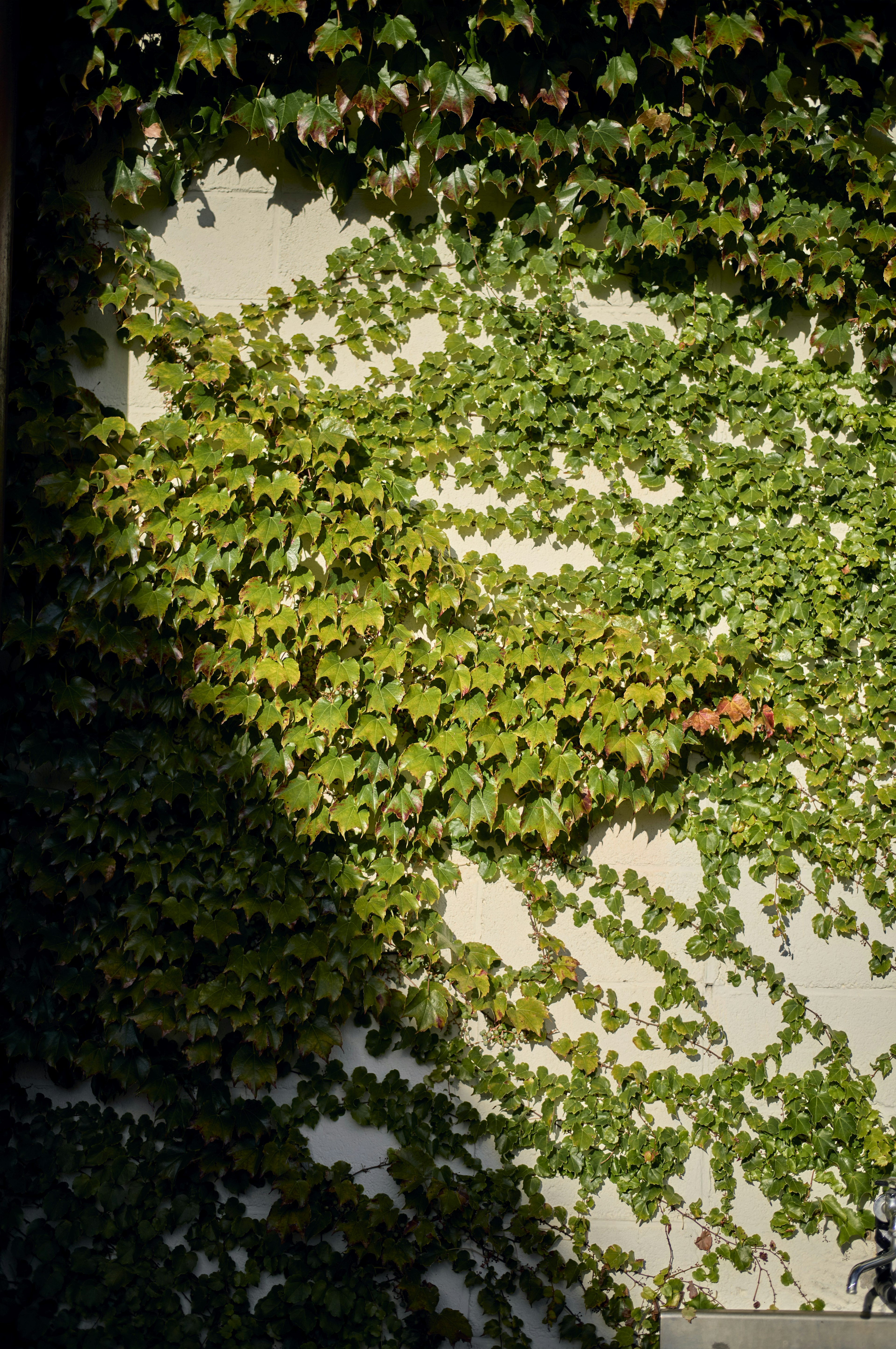 Vibrant green ivy climbing a wall creating beautiful shadows