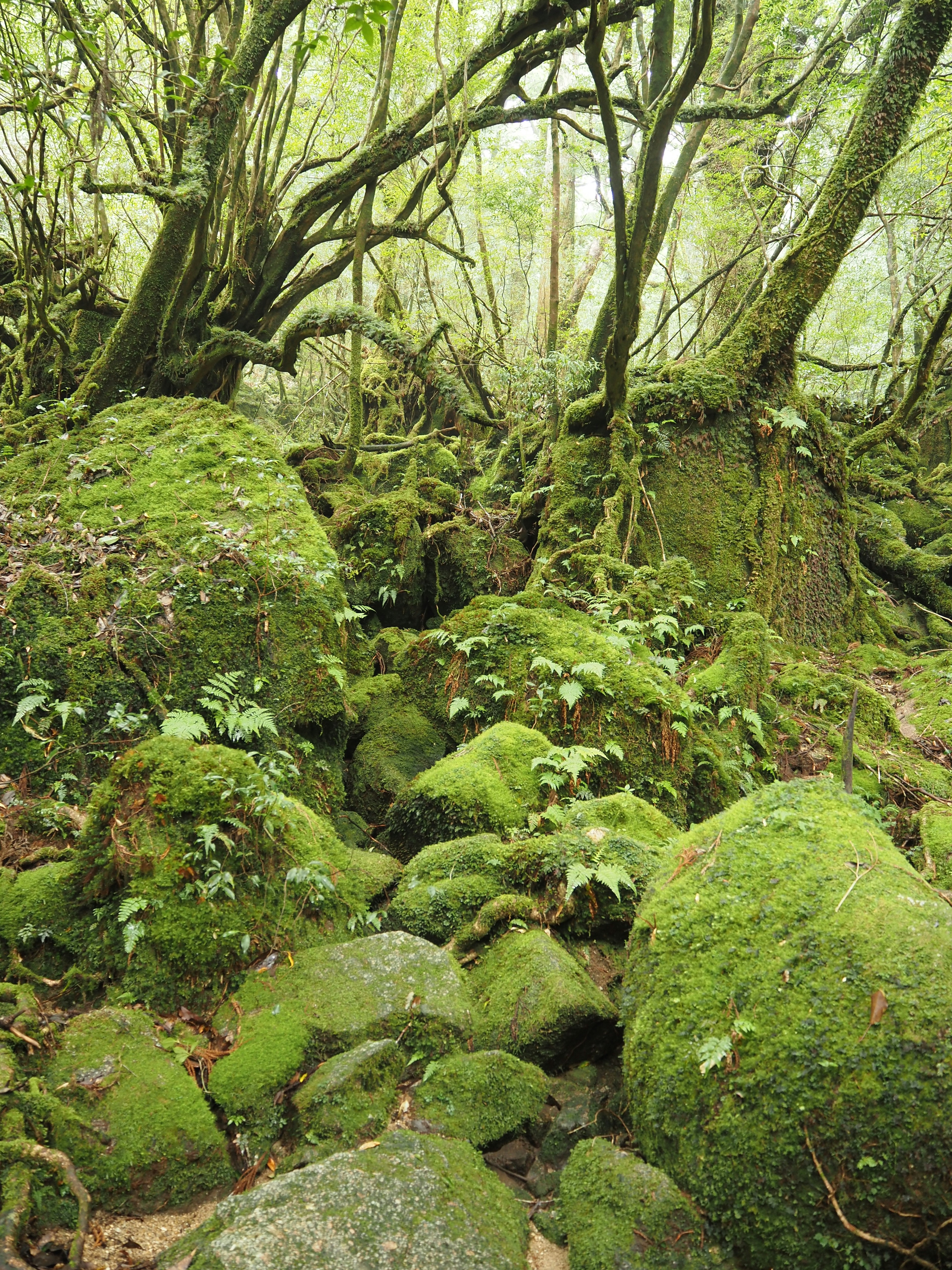 Scène de forêt luxuriante avec des rochers couverts de mousse et des arbres