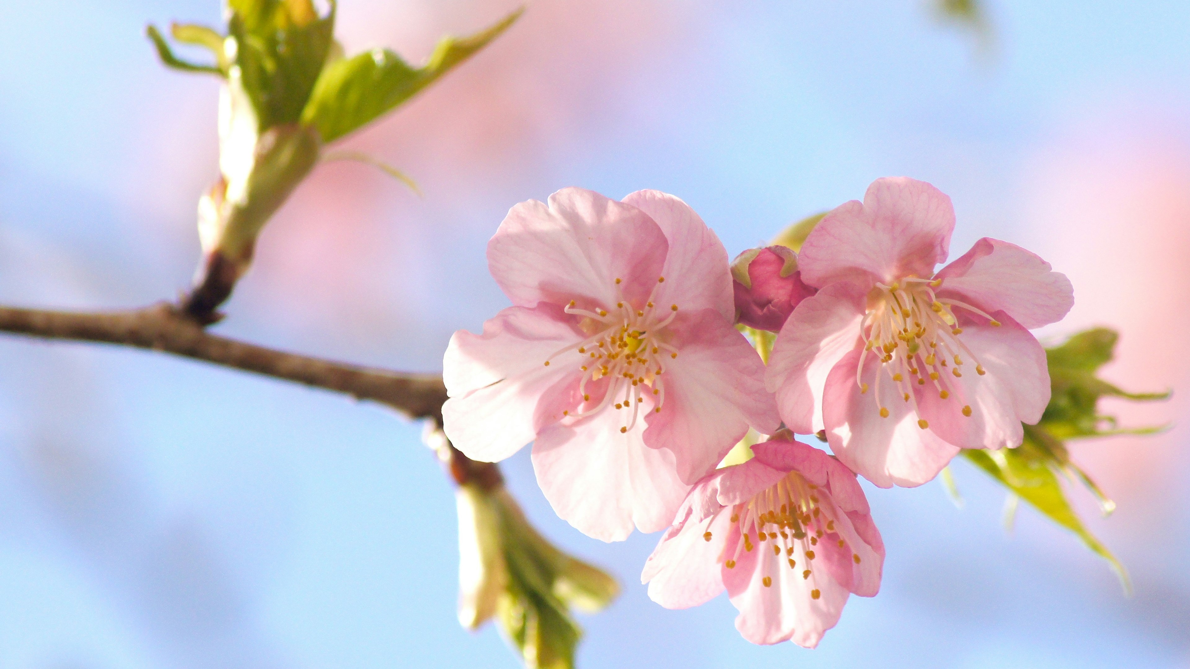 桜の花が咲いている枝のクローズアップ