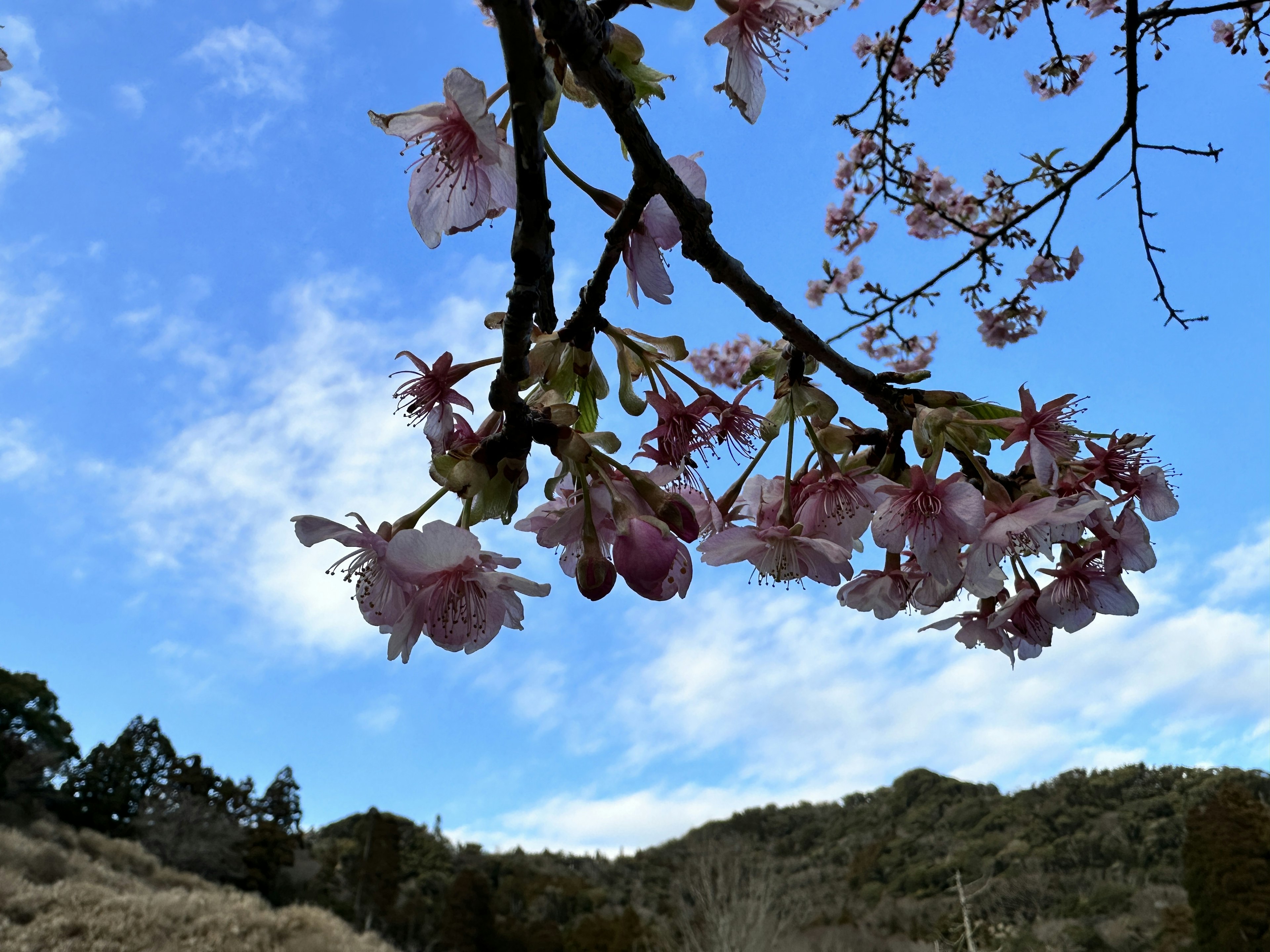 Cherry blossom branch with pink flowers against a blue sky