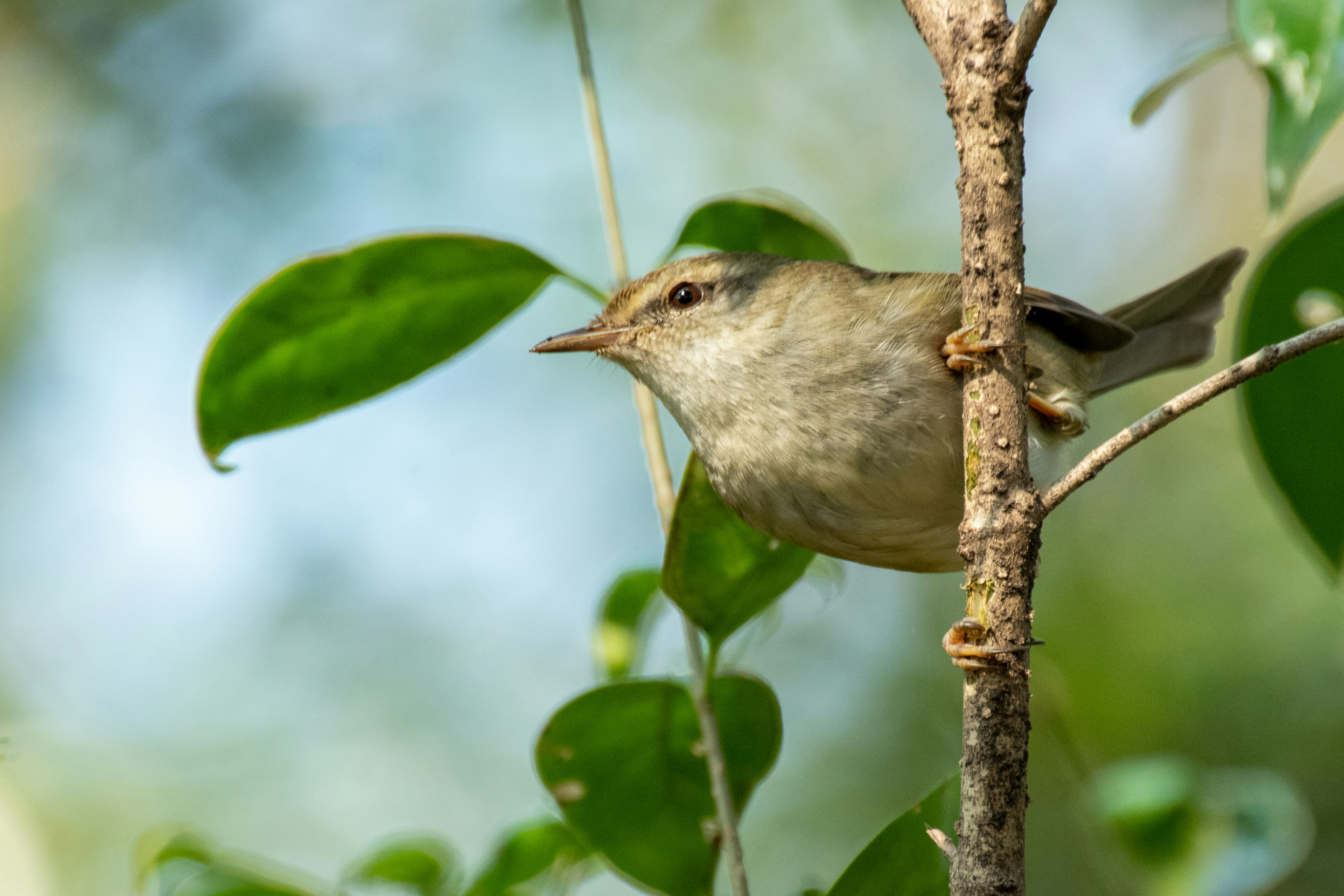 Kleiner Vogel sitzt auf einem Ast mit grünen Blättern