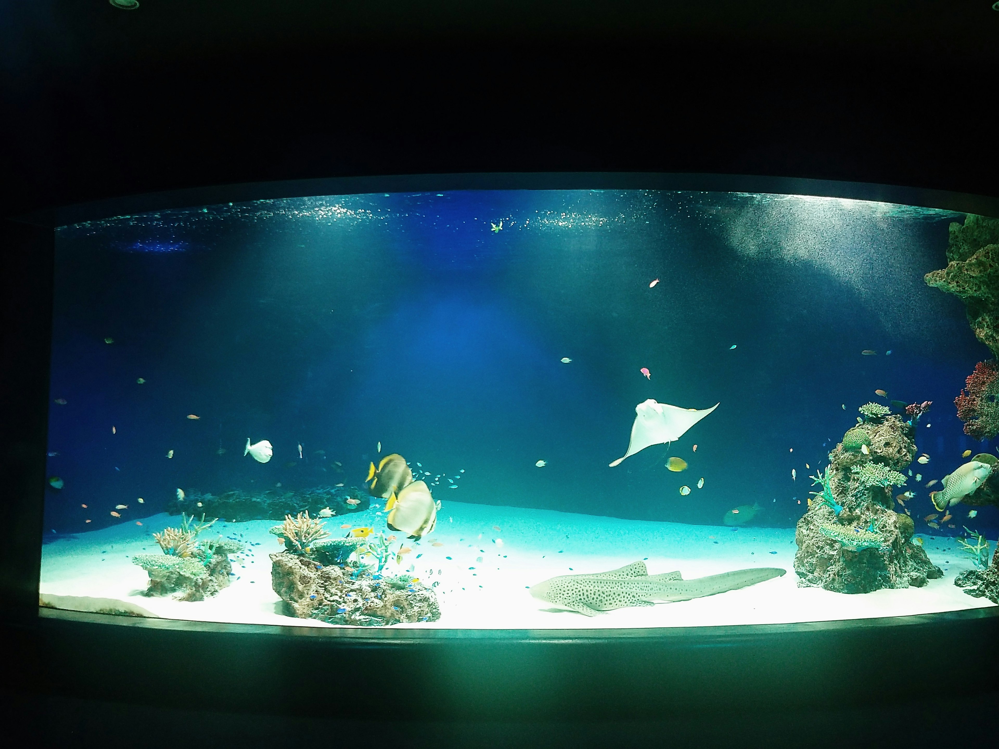 A large aquarium featuring colorful fish and a stingray in a vibrant marine scene