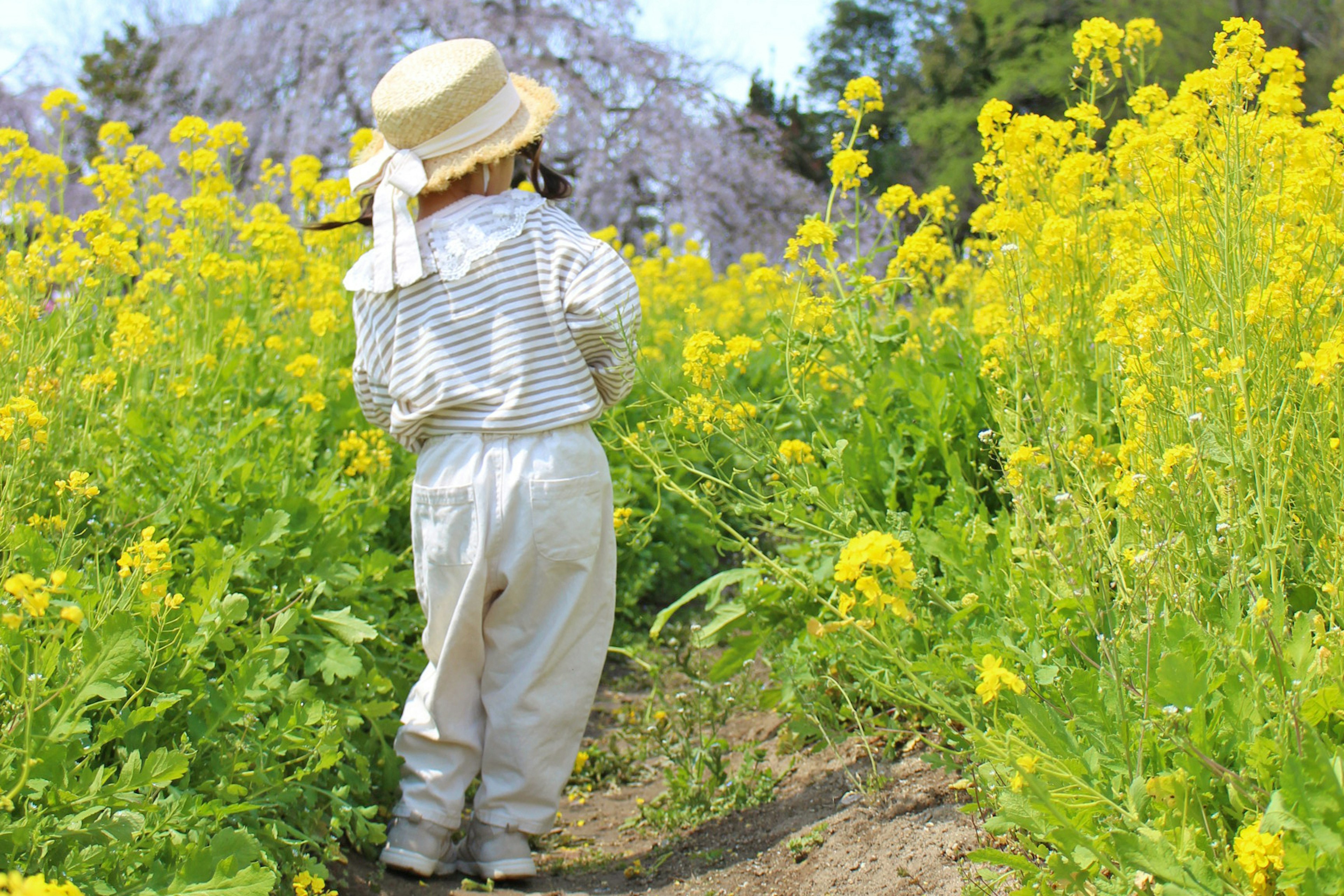 A child walking away in a field of bright yellow flowers