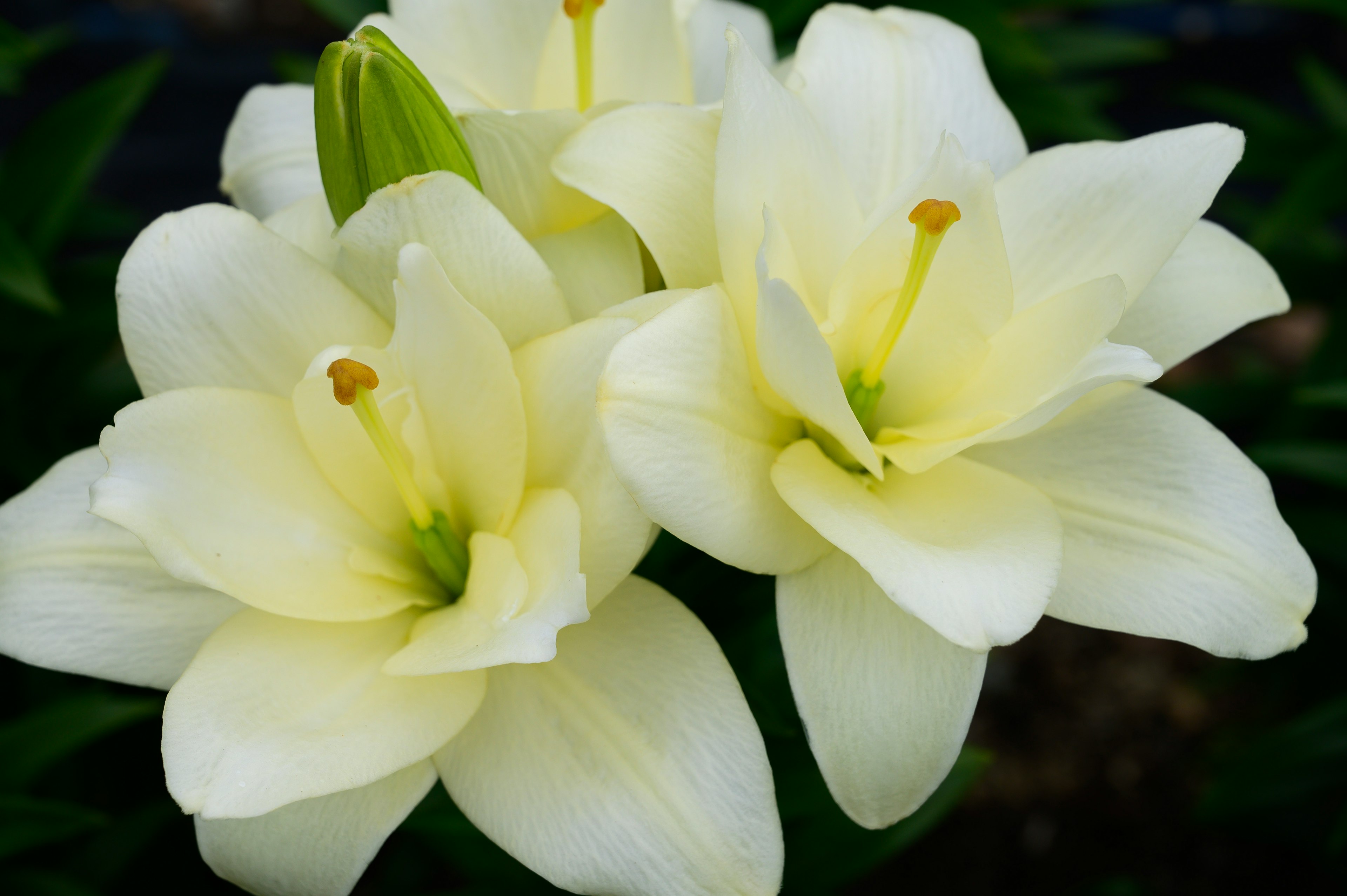 白いユリの花が咲いている様子