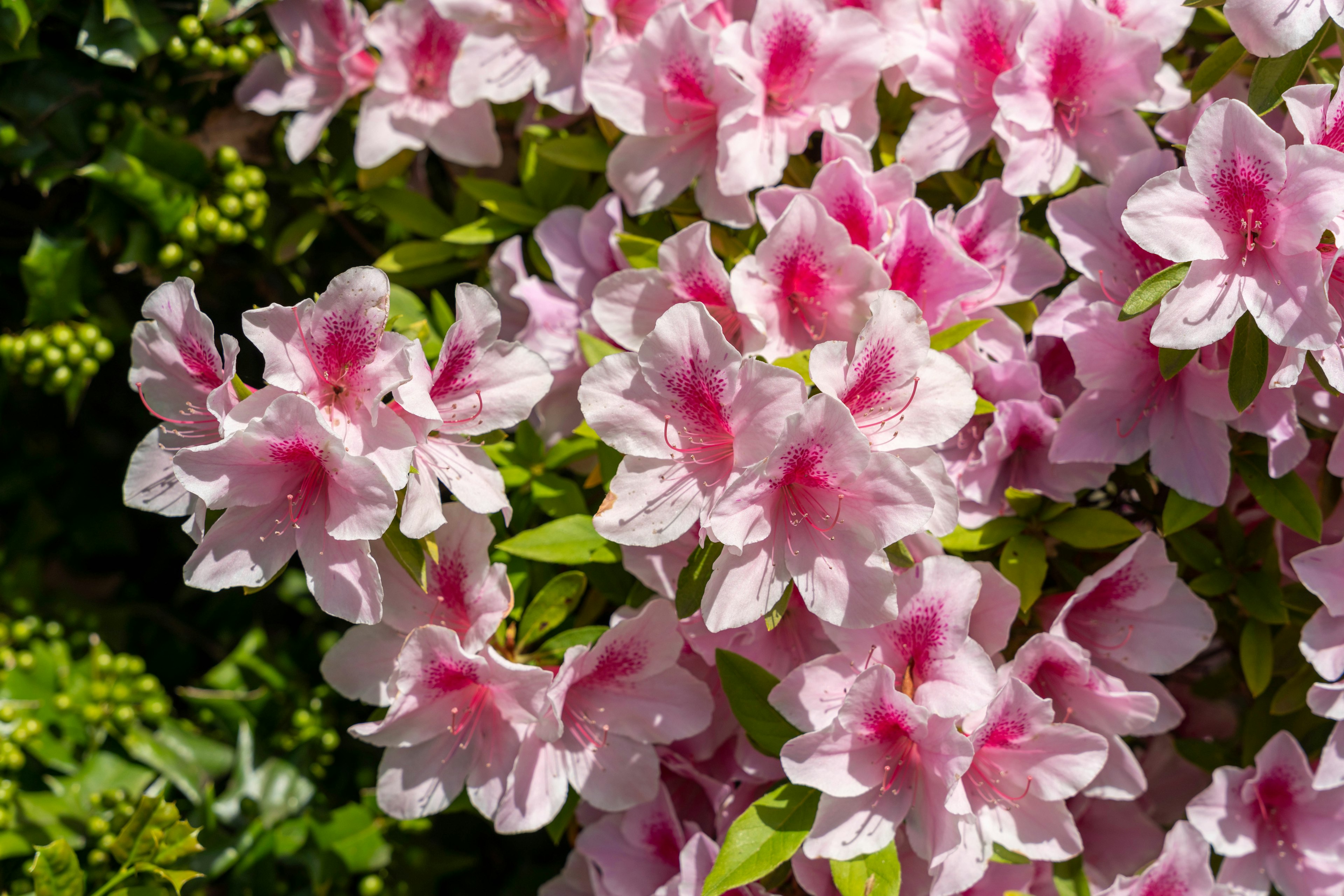 Azalea flowers in shades of pink blooming vibrantly