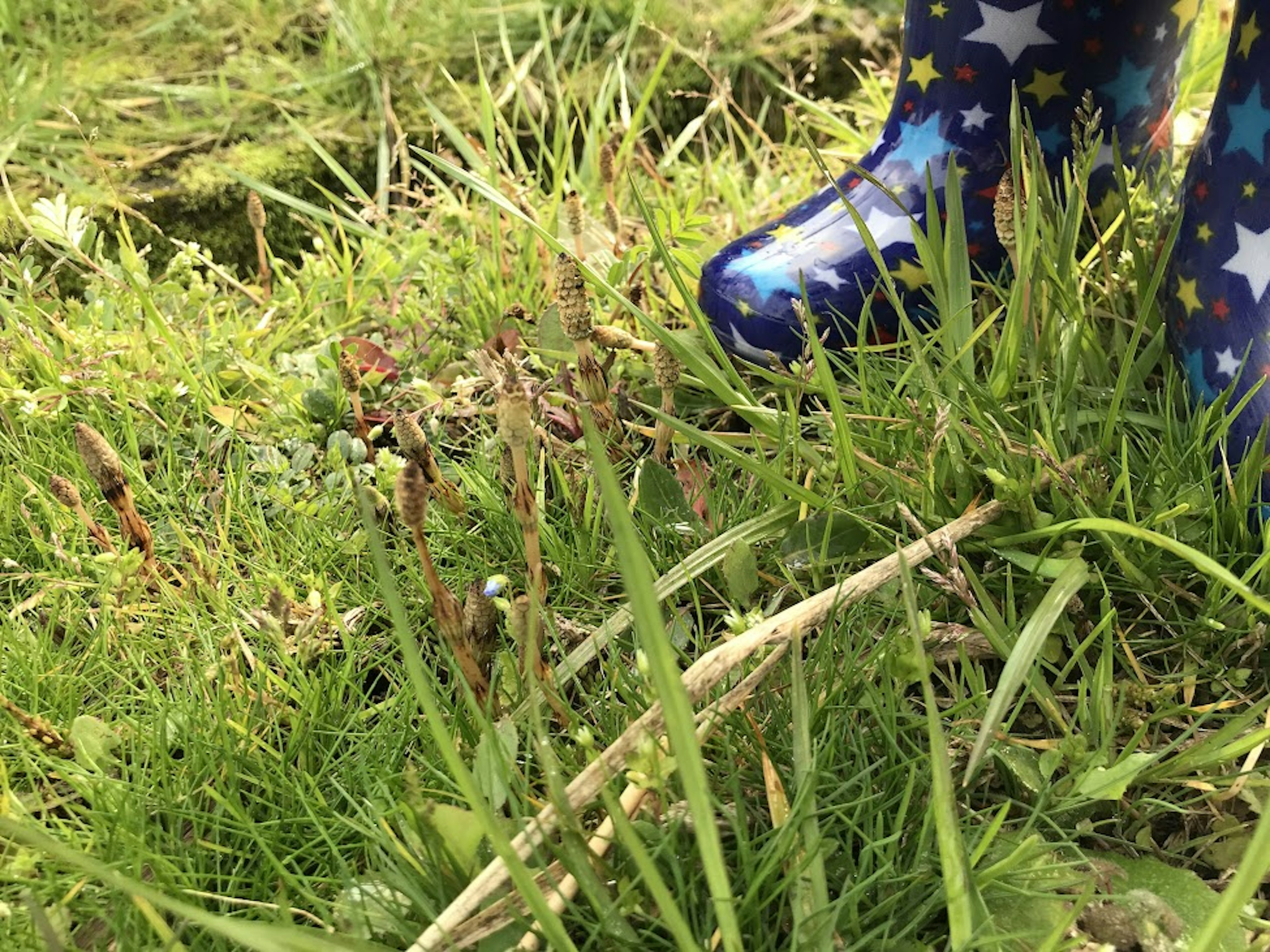 Blue star-patterned boots in green grass