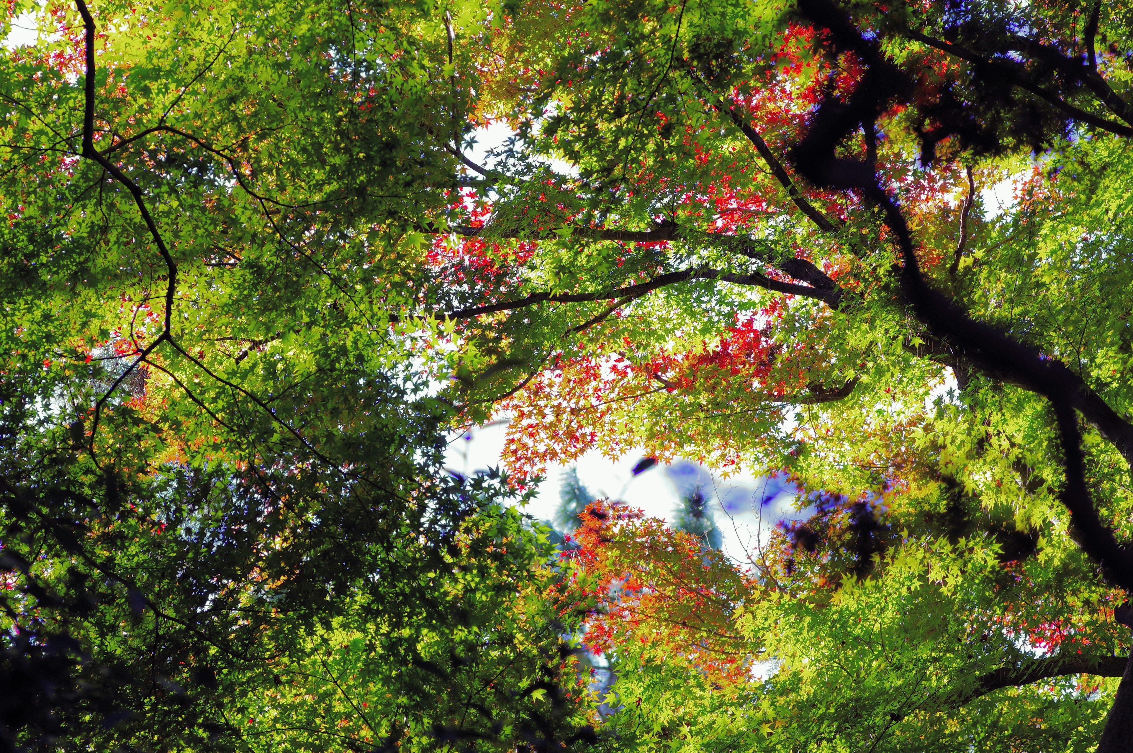 A view of trees with green and red leaves overhead