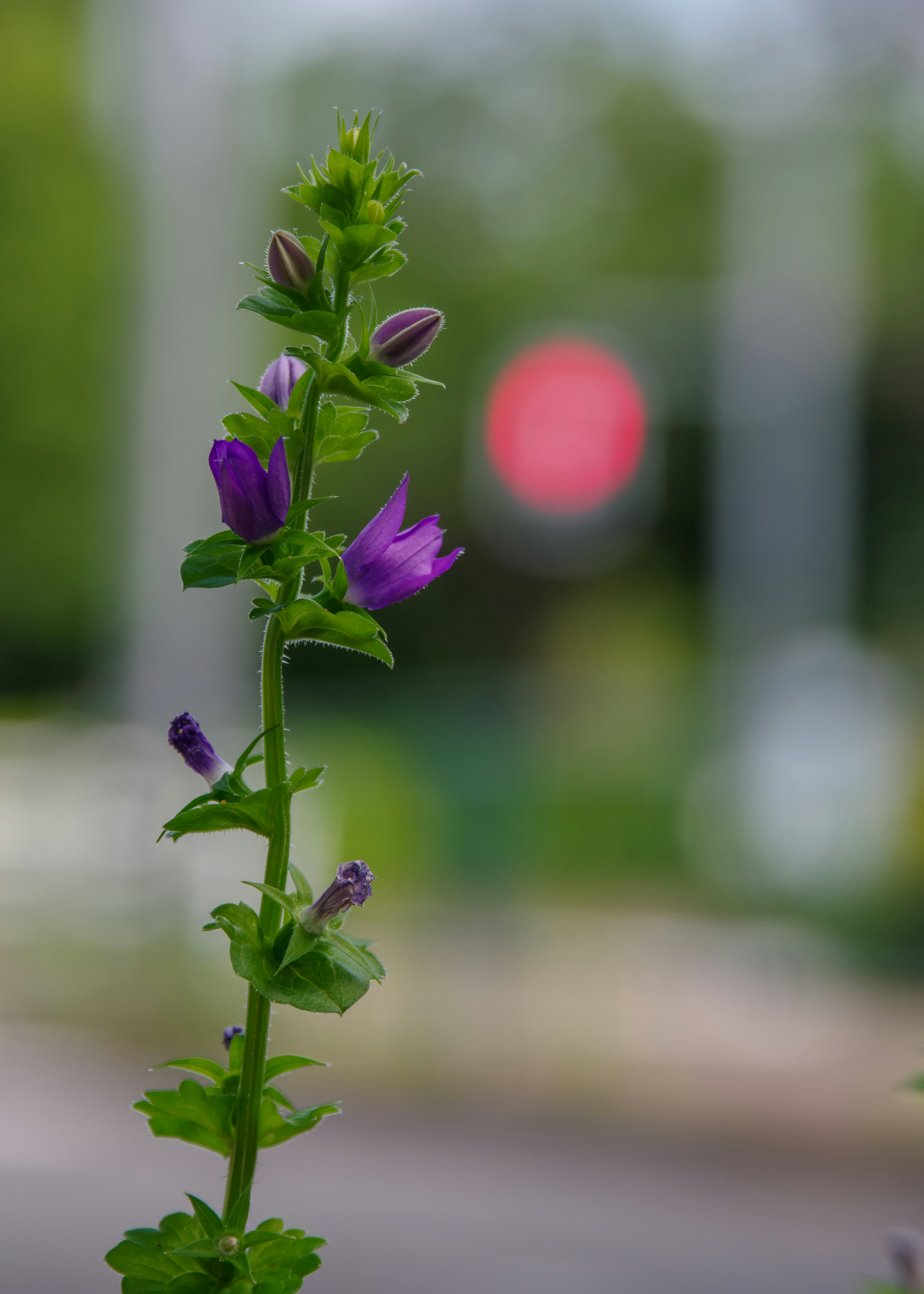 Close-up of a plant with purple flowers against a blurred red traffic light