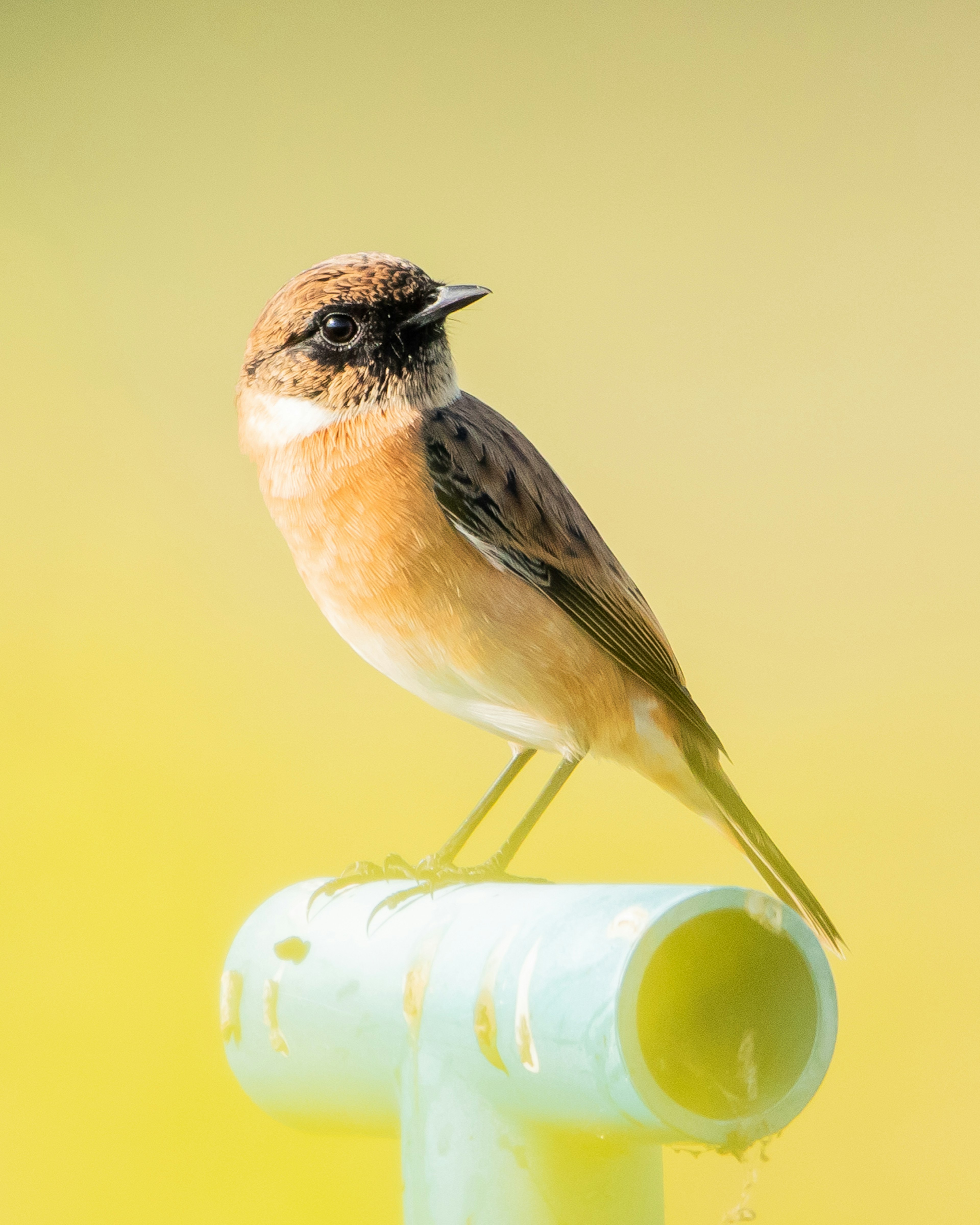 Ein kleiner Vogel sitzt auf einem grünen Rohr vor einem sanften gelben Hintergrund