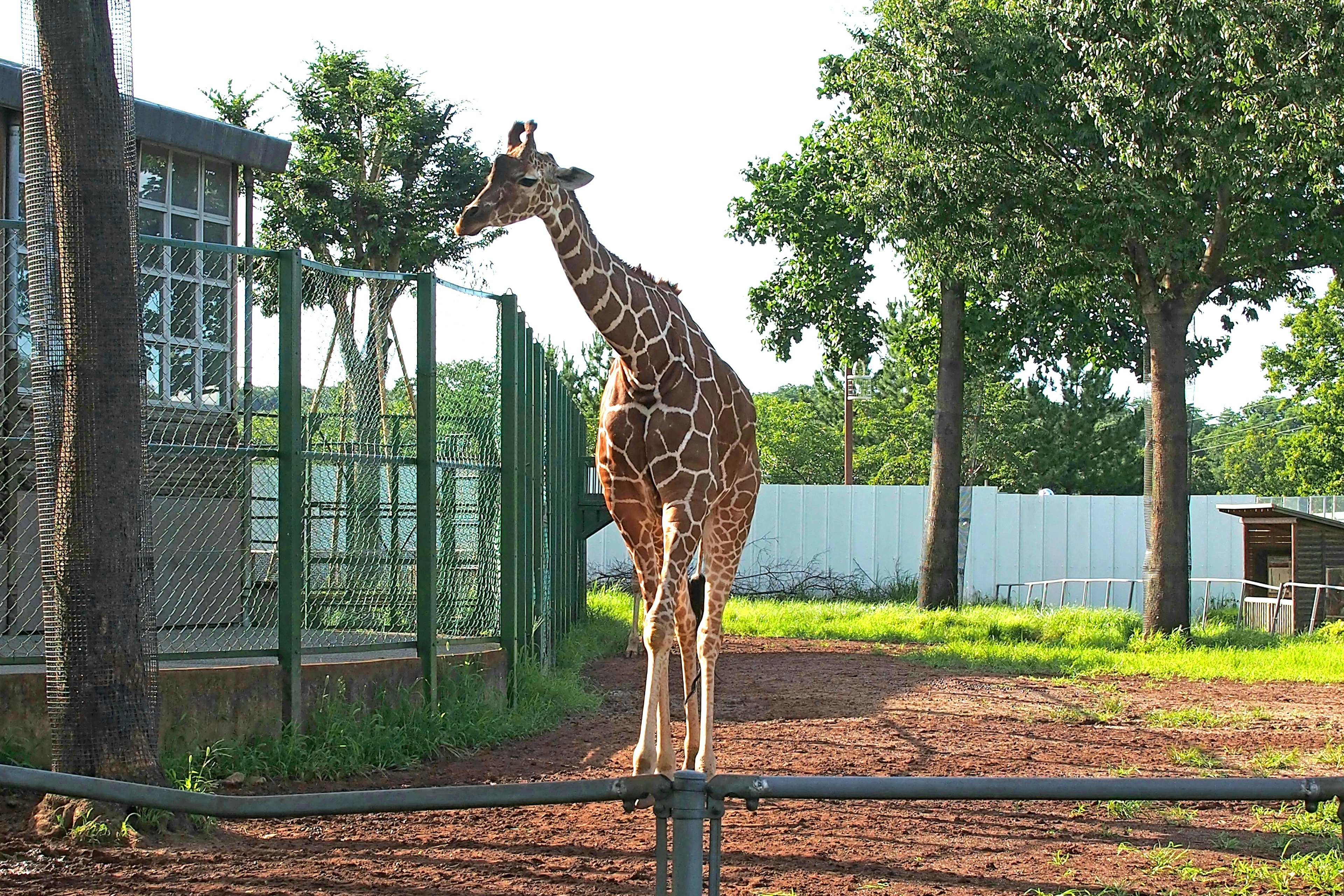 Una jirafa de pie en un recinto de parque safari