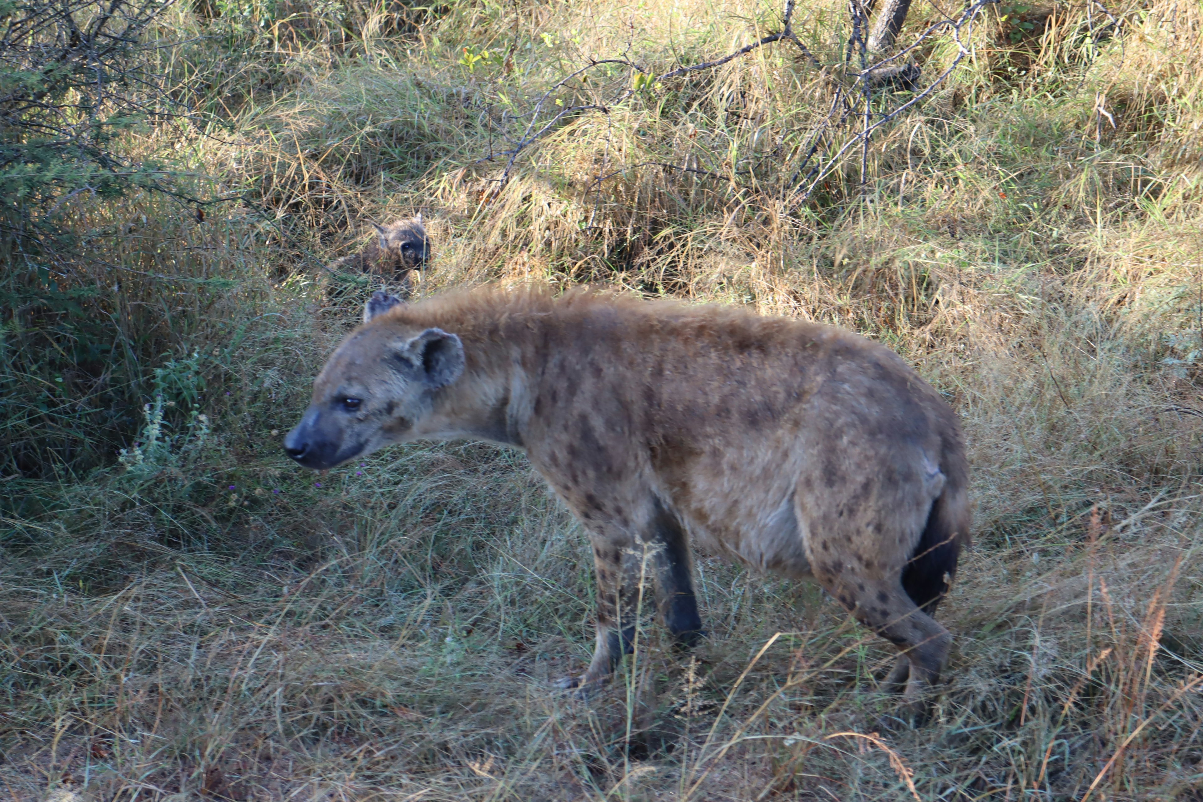 Một con linh cẩu đi bộ qua cỏ cao ở savanna