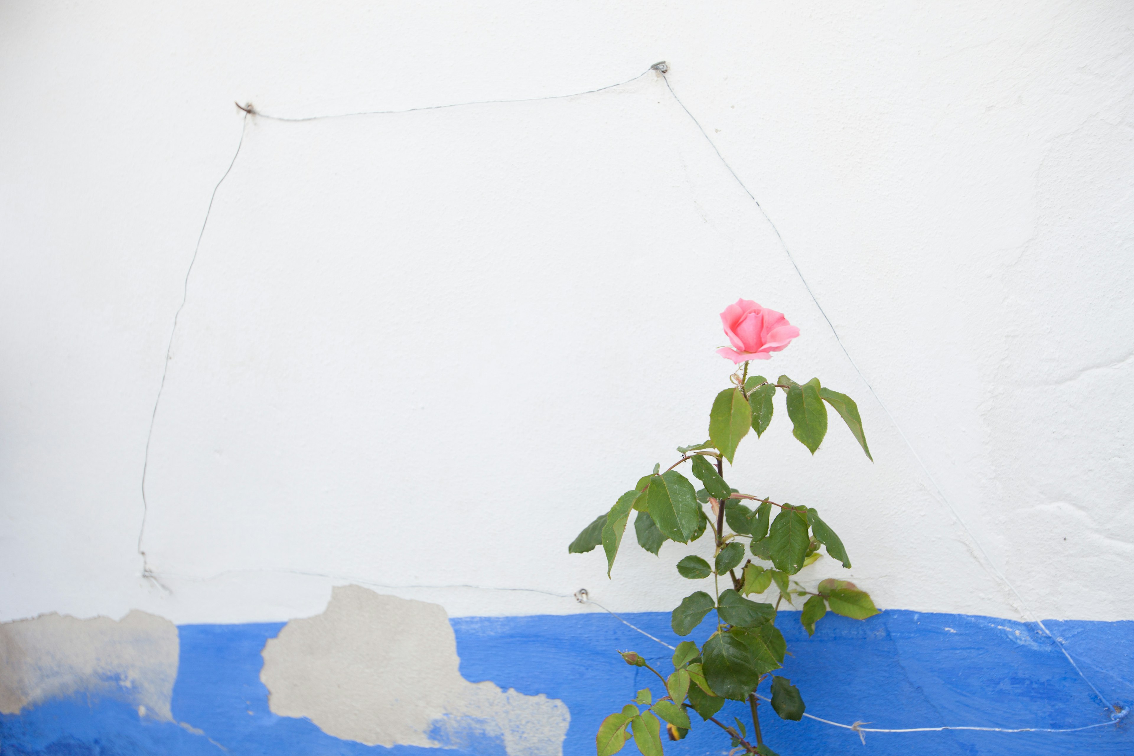 Una rosa rosa creciendo contra una pared blanca con pintura azul en la parte inferior