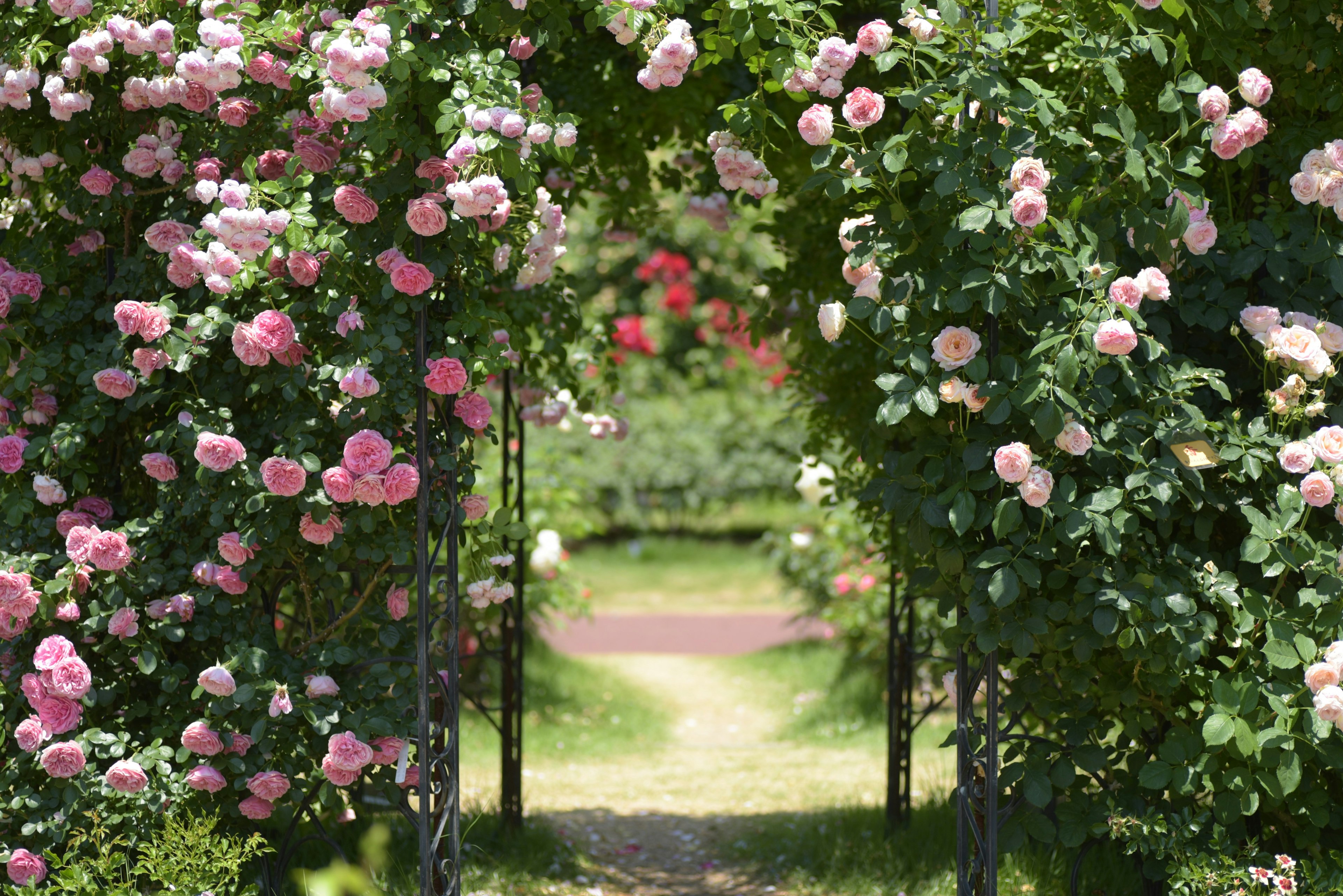 Arco de rosas rosas que conduce a un camino verde