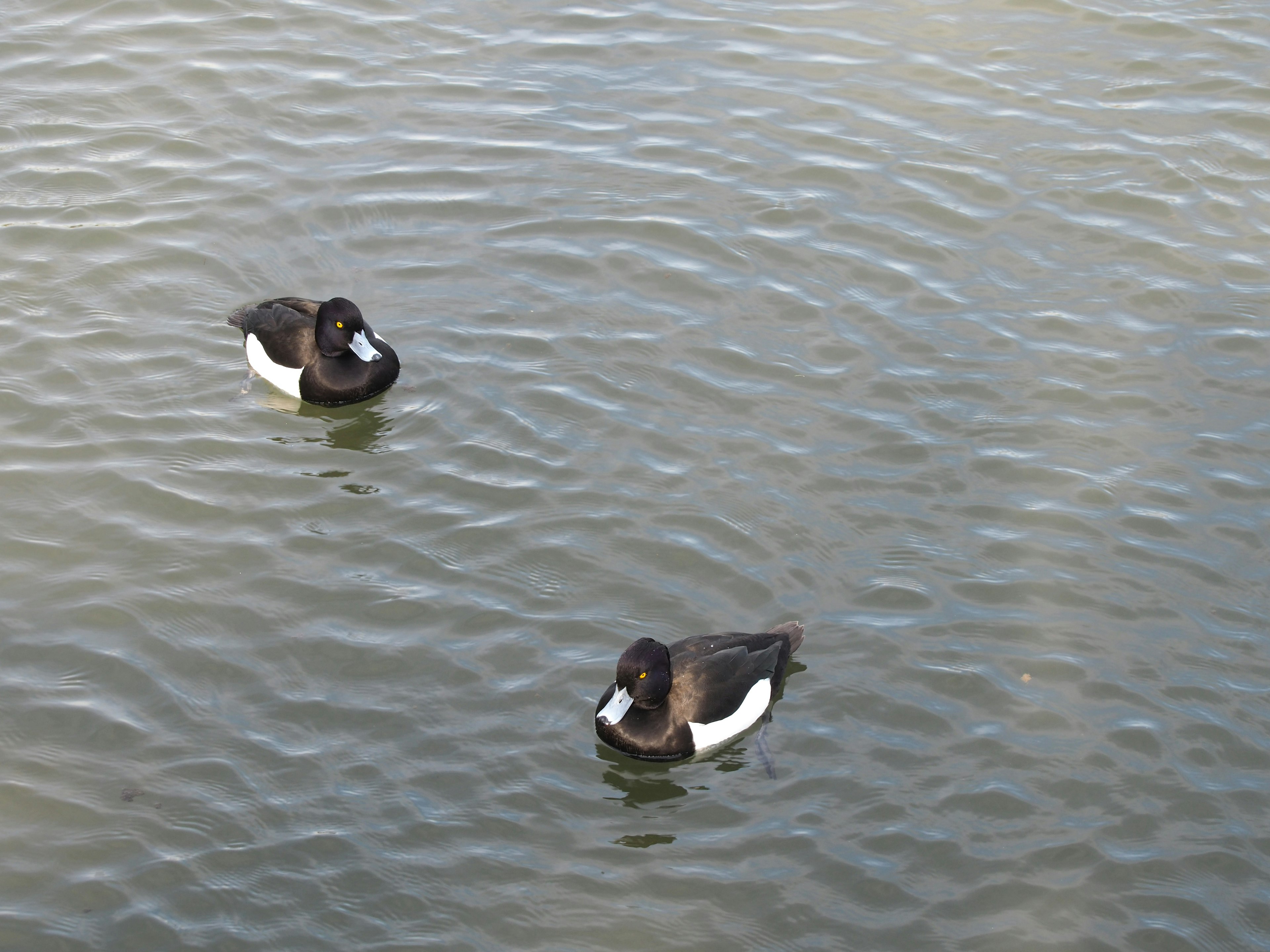 Dos patos flotando en la superficie del agua