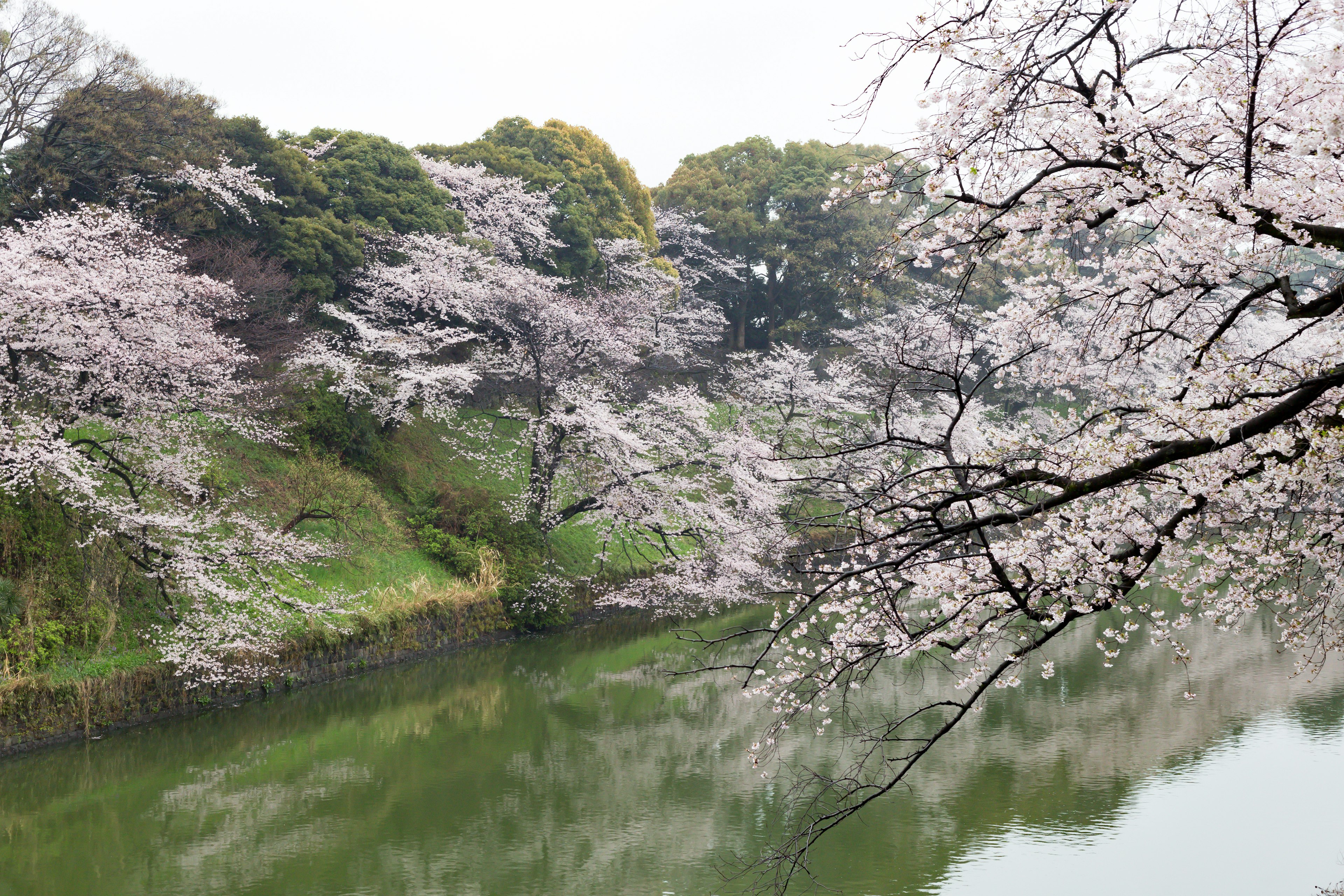 沿河樱花树的风景