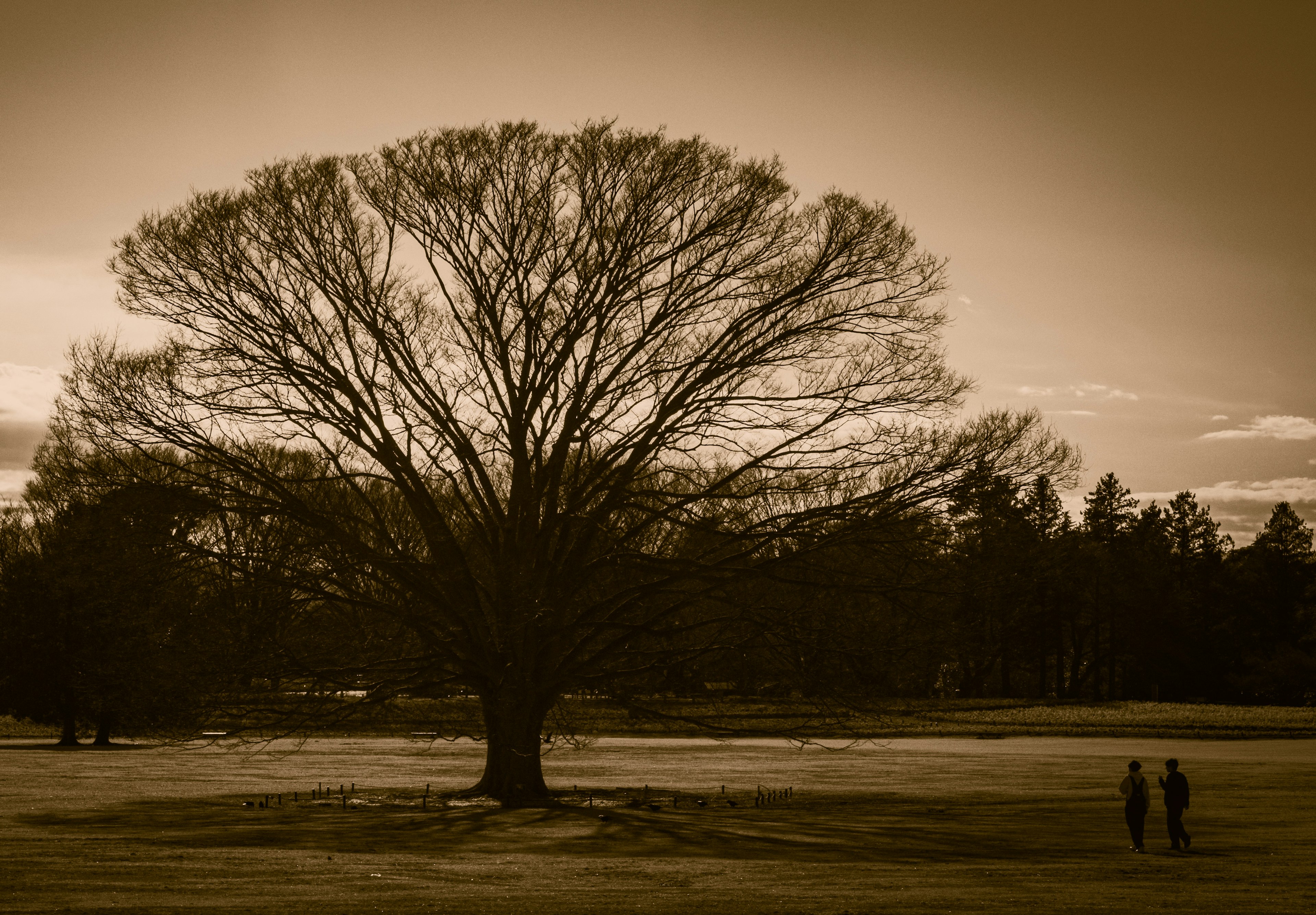 Large tree silhouette with two people in sepia-toned landscape