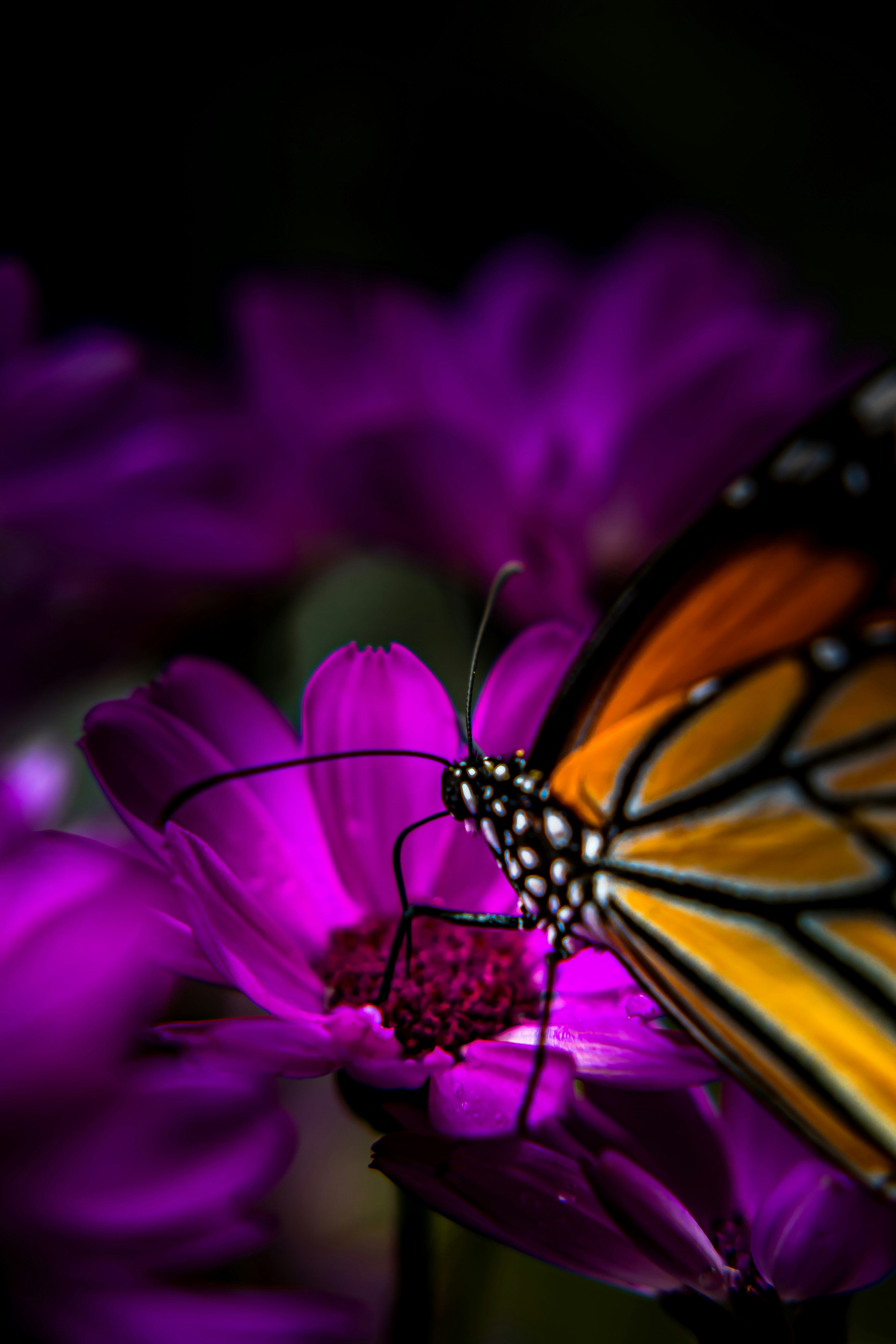 Un papillon monarque se posant sur des fleurs violettes éclatantes