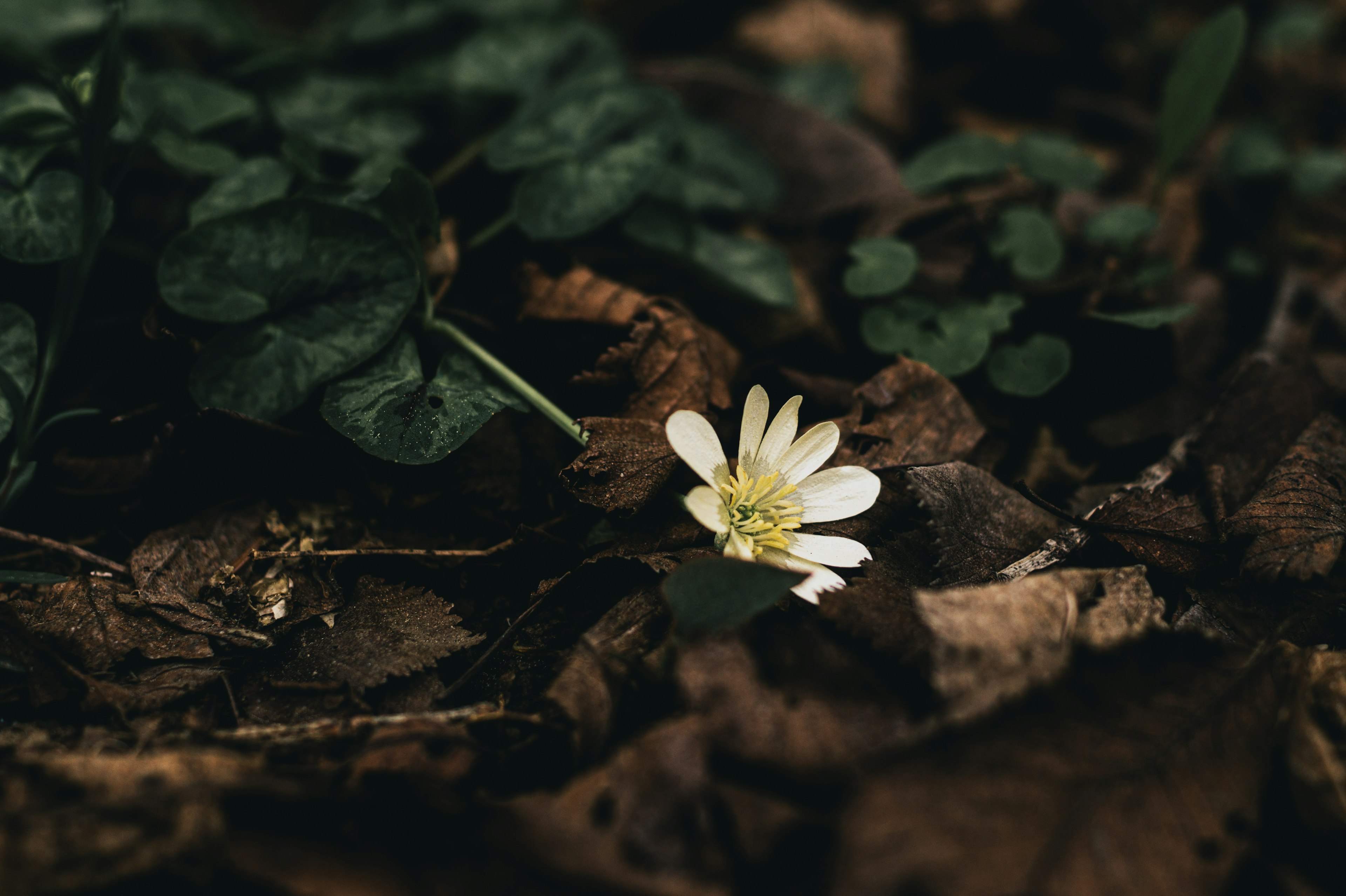 Eine weiße Blume, die zwischen grünen Blättern und trockenen Blättern blüht