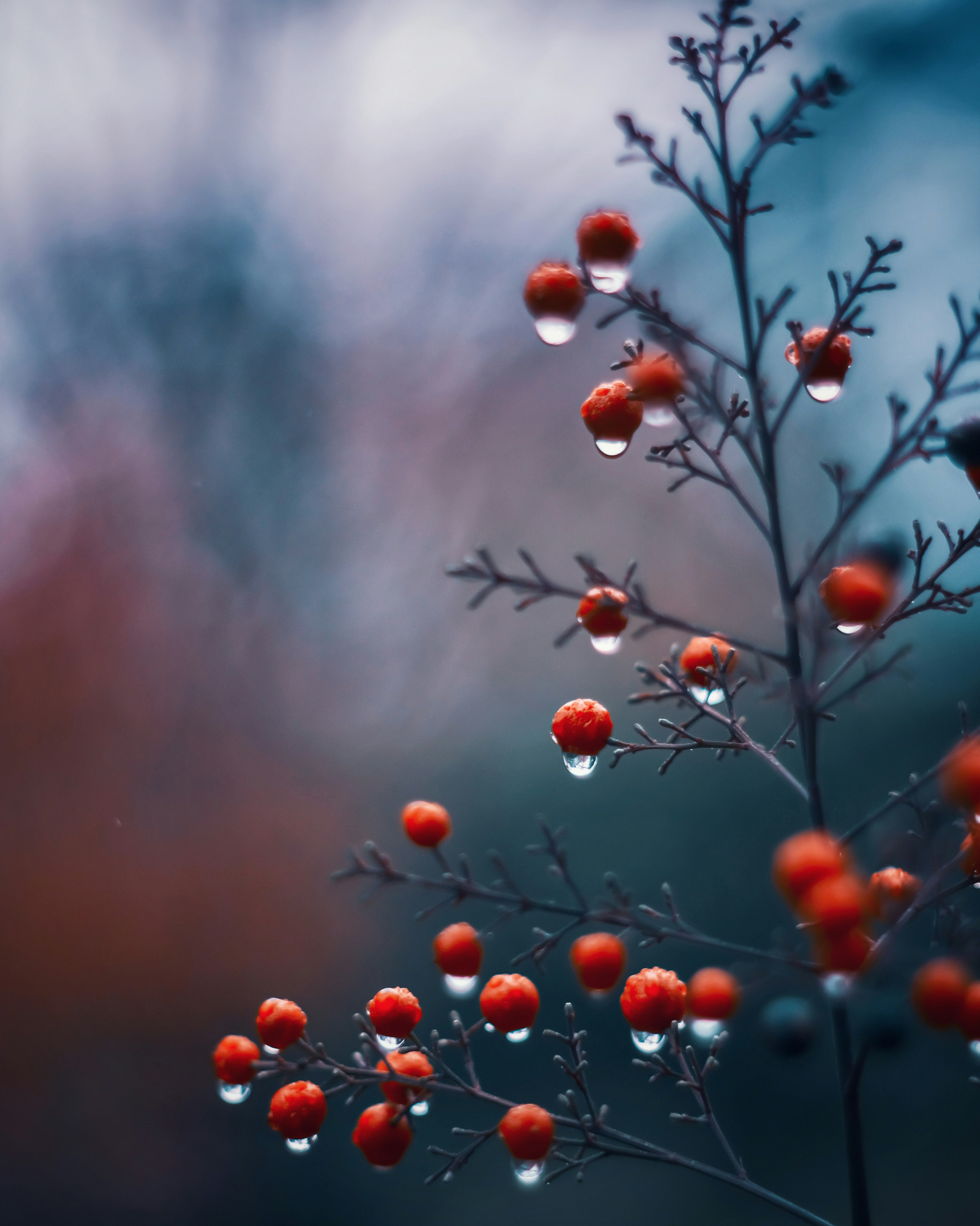 Primo piano di un ramo con bacche rosse e gocce d'acqua