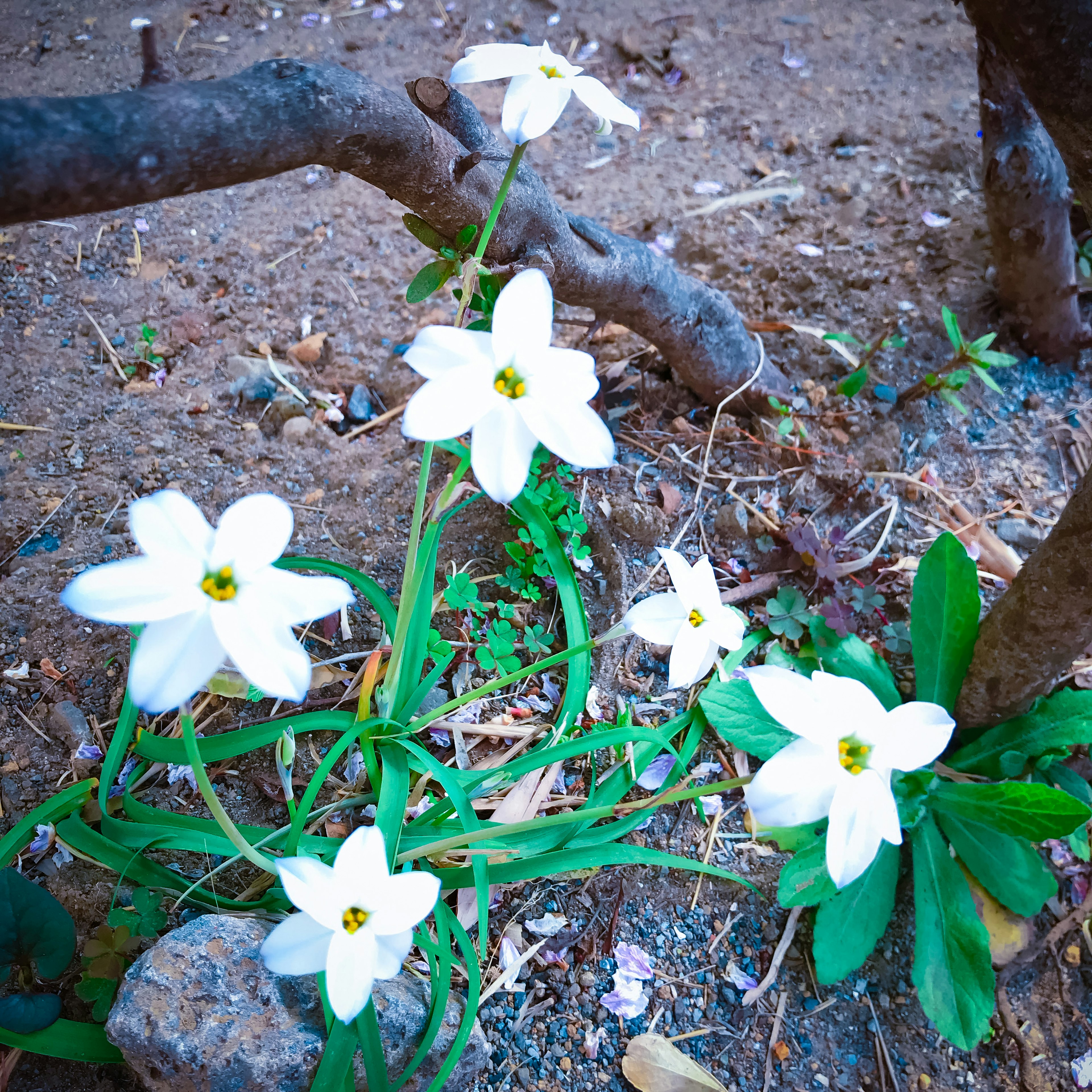 Gruppe weißer Blumen, die nahe einem Baumzweig auf dem Boden wachsen