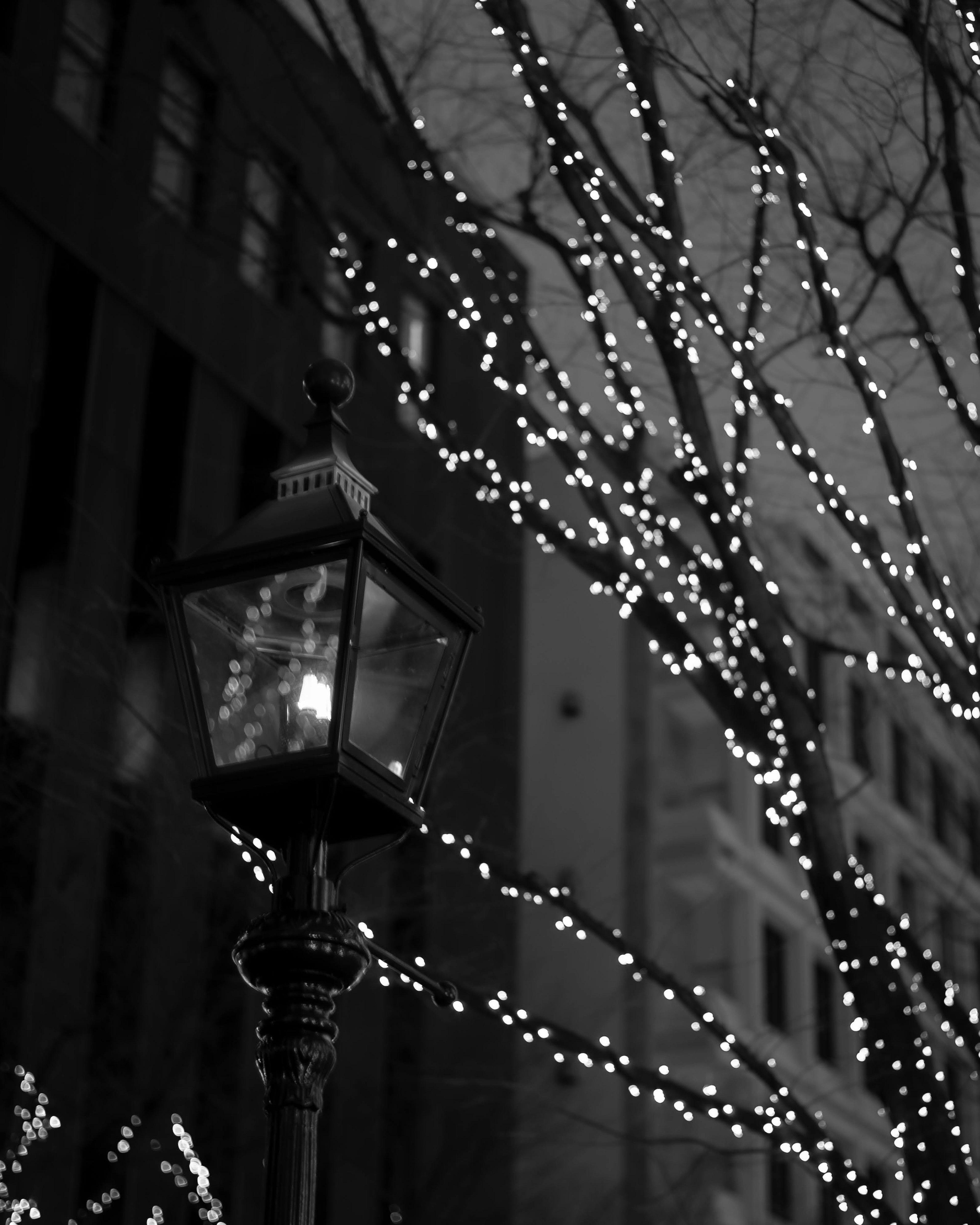 Black and white image of a streetlamp with glowing tree branches