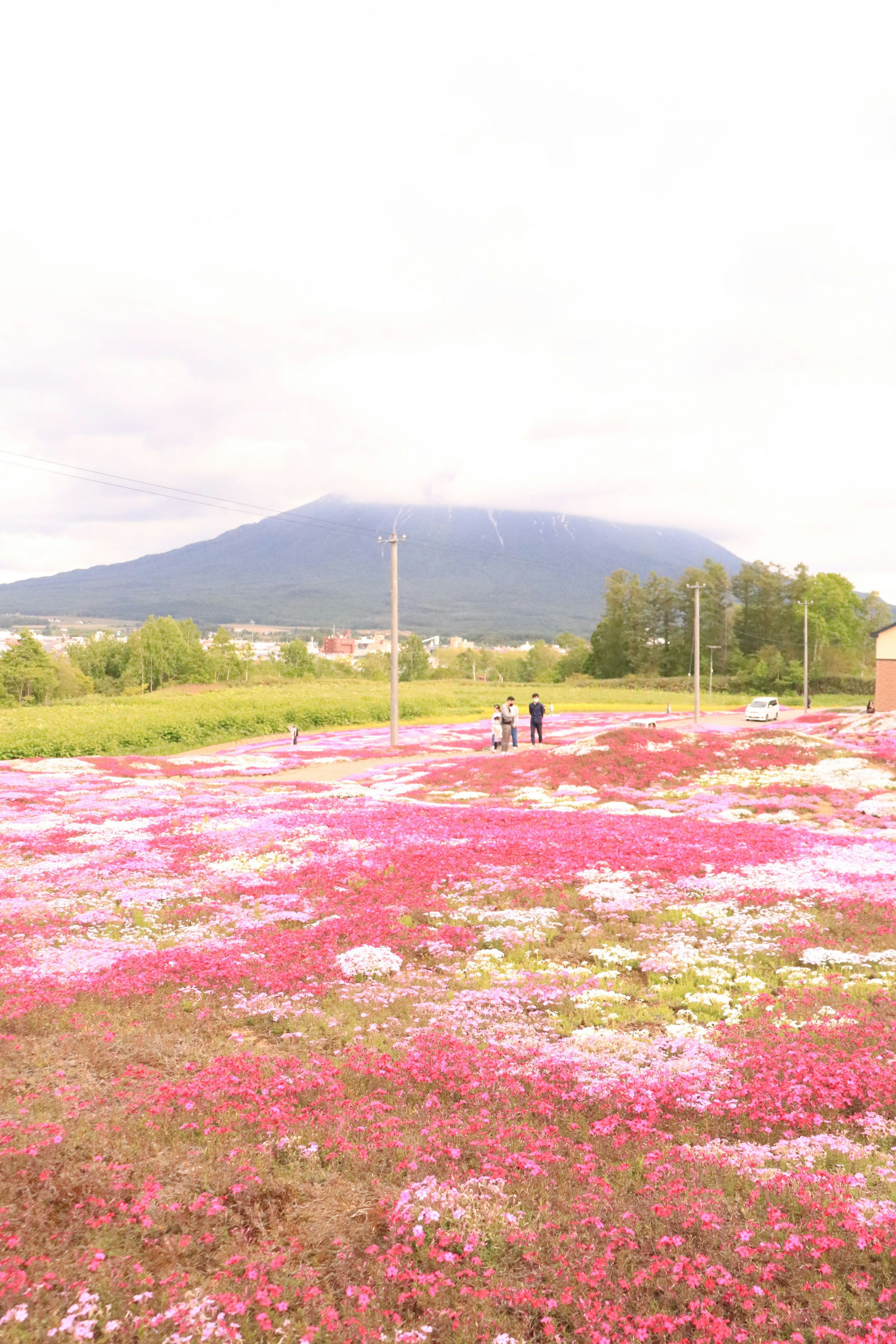 Amplio campo de flores rosas y blancas con montañas al fondo