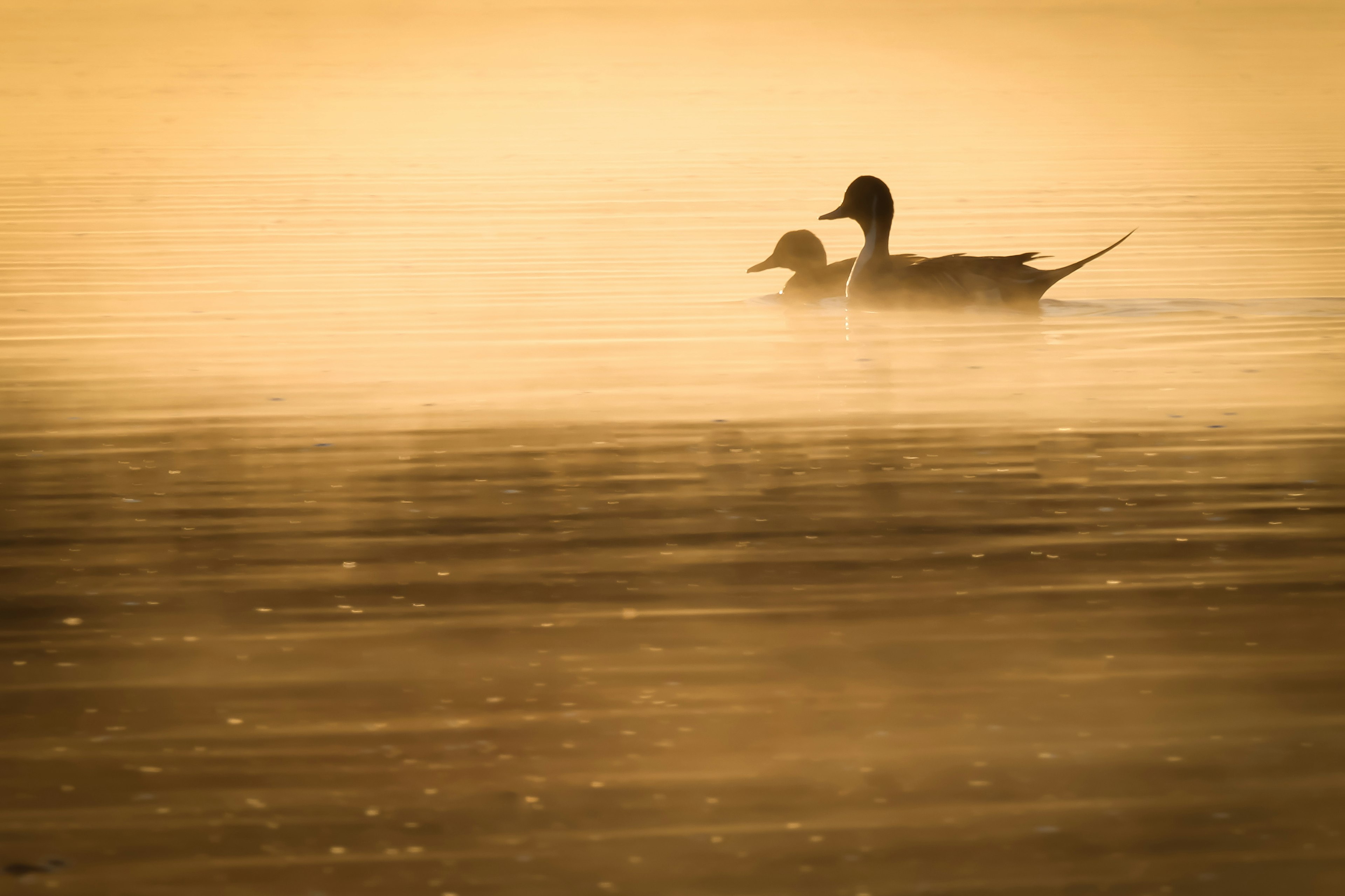 Silhouettes de deux canards nageant dans l'eau brumeuse au lever du soleil